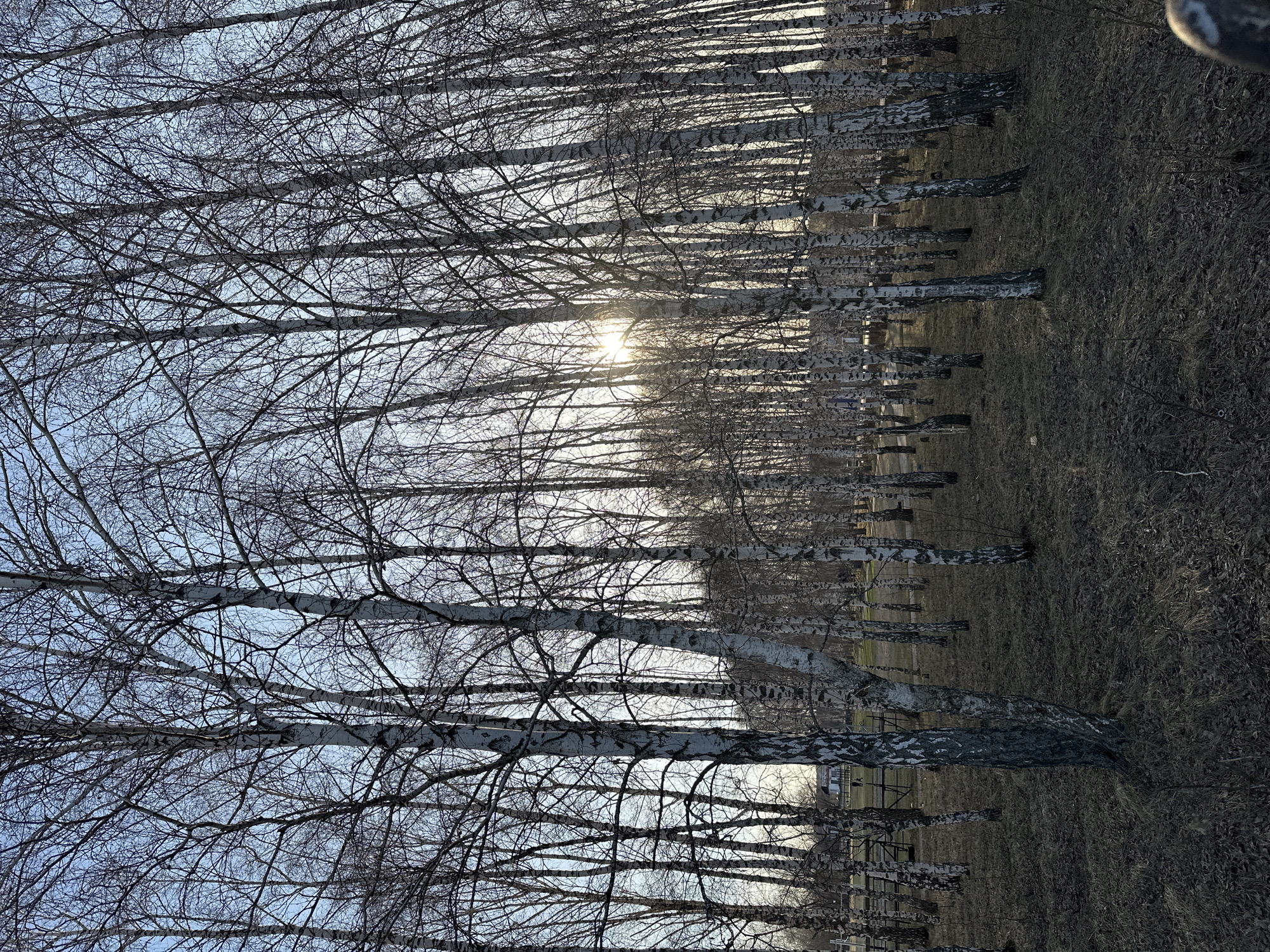 The image displays a serene landscape primarily featuring a grove or alley of numerous birch trees, devoid of leaves, indicating either winter or early spring. The distinctive white and black mottled bark of the birch trunks stands out against the muted tones of the scene. These trees are arranged in rows, receding into the background, suggesting a planted park or natural area within an urban setting.
The intricate networks of bare, dark branches interlace overhead against a pale blue sky. The sun is visible towards the middle right of the frame, low in the sky, casting a bright glare and creating a strong backlight effect. This illumination highlights the textures of the branches and the upper parts of the tree trunks with a soft, golden glow, while simultaneously silhouetting many of the foreground elements.
The ground beneath the trees is covered with dry, dormant grass and fallen leaves in shades of brown and grey, consistent with a cold season. No specific human activity is taking place. The time of day appears to be either early morning or late afternoon, given the low angle of the sun. The scene evokes a sense of quiet contemplation and natural beauty. The setting is in Мирный, Russia. No visible text is present in the media file.