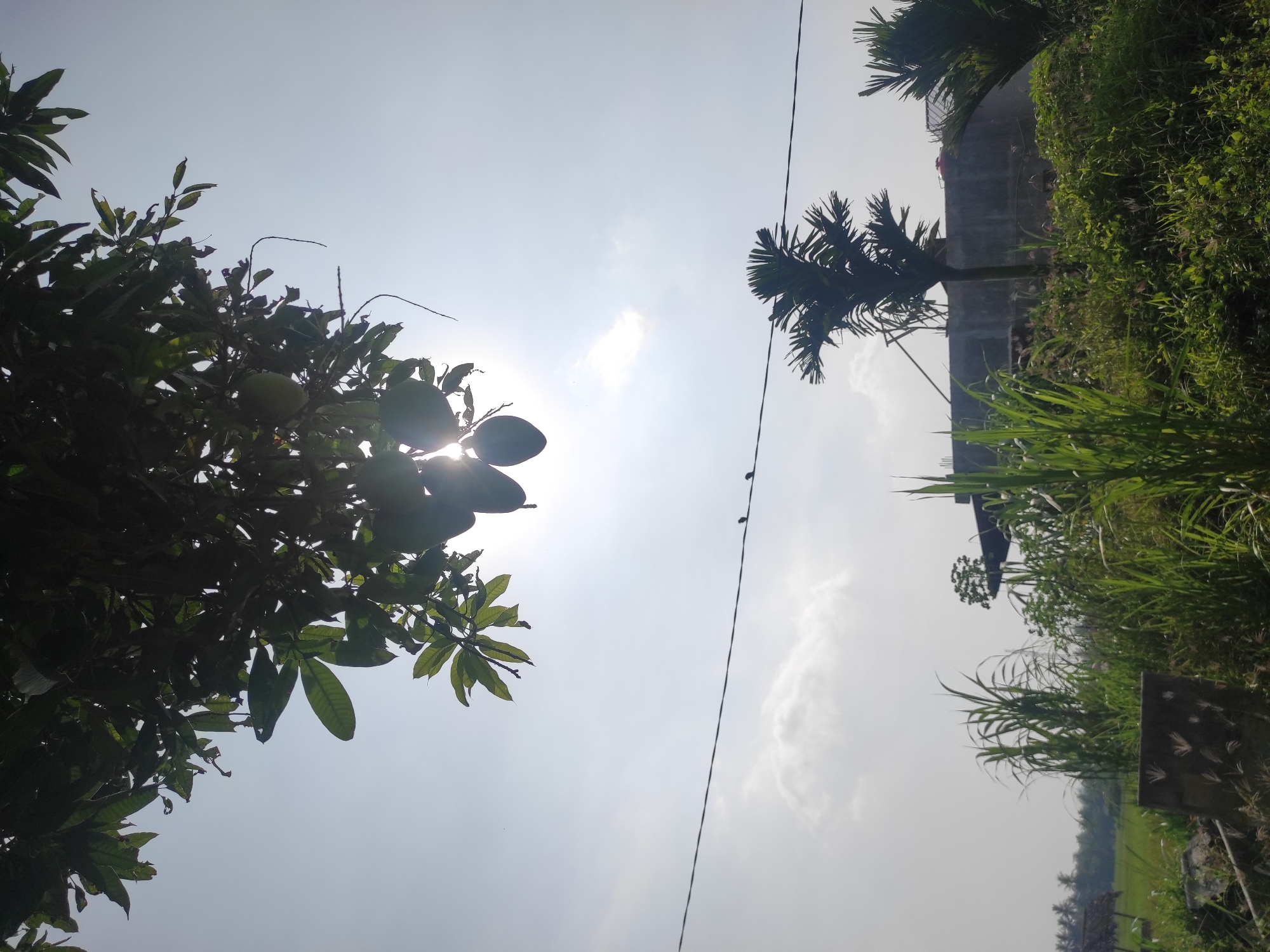 This image captures a vibrant, sunlit outdoor scene, likely in a rural or semi-rural setting within Lhokseumawe, Indonesia. The sky dominates the upper portion, a bright expanse of light blue-white, indicating a clear, sunny day with some scattered, wispy clouds.
In the upper left quadrant, a large, leafy tree, possibly a mango tree, is prominently featured. Several green, unripe fruits are visible among its dense foliage. The sun is positioned behind this tree, casting it in silhouette and creating a strong backlighting effect with a noticeable sunburst or lens flare peeking through the leaves.
Stretching horizontally across the middle of the frame is a dark, slender utility wire, possibly a power or telephone line. Several small, dark birds are perched at regular intervals along this wire, adding a subtle element of life to the composition.
On the right side, another tall, slender tree, likely a palm, is partially visible, its fronds silhouetted against the bright sky. Below it, a dense growth of various green vegetation, including tall grasses and leafy plants, fills the lower right portion of the image. In the background, a concrete building structure can be faintly seen, suggesting human habitation nearby.
The scene conveys a peaceful, natural ambiance, bathed in bright daylight. There is no explicit activity taking place beyond the birds resting on the wire. No visible text is present in the image.