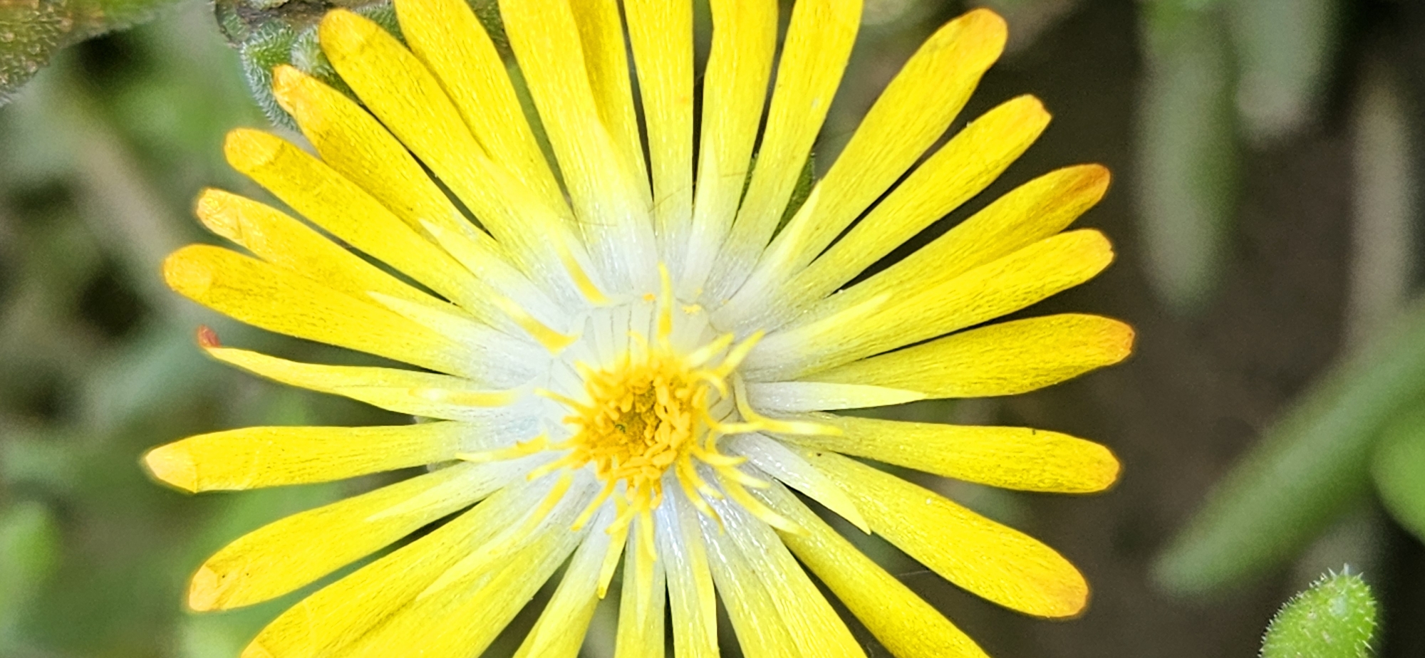 The image is a close-up, vertical, eye-level shot of a bright yellow flower. The flower is the main subject, filling most of the frame, and its petals radiate outwards from a central, intricate yellow stamen. The petals are thin and elongated, with a slight curve and subtle variations in color, transitioning from a pale white near the center to a vibrant yellow towards the tips. Some of the petals show fine lines or textures. The background is a soft, blurred mix of green and dark tones, suggesting foliage or a natural environment. The lighting appears to be natural, highlighting the flower's bright color and delicate structure. There is no indication of a city or specific location.