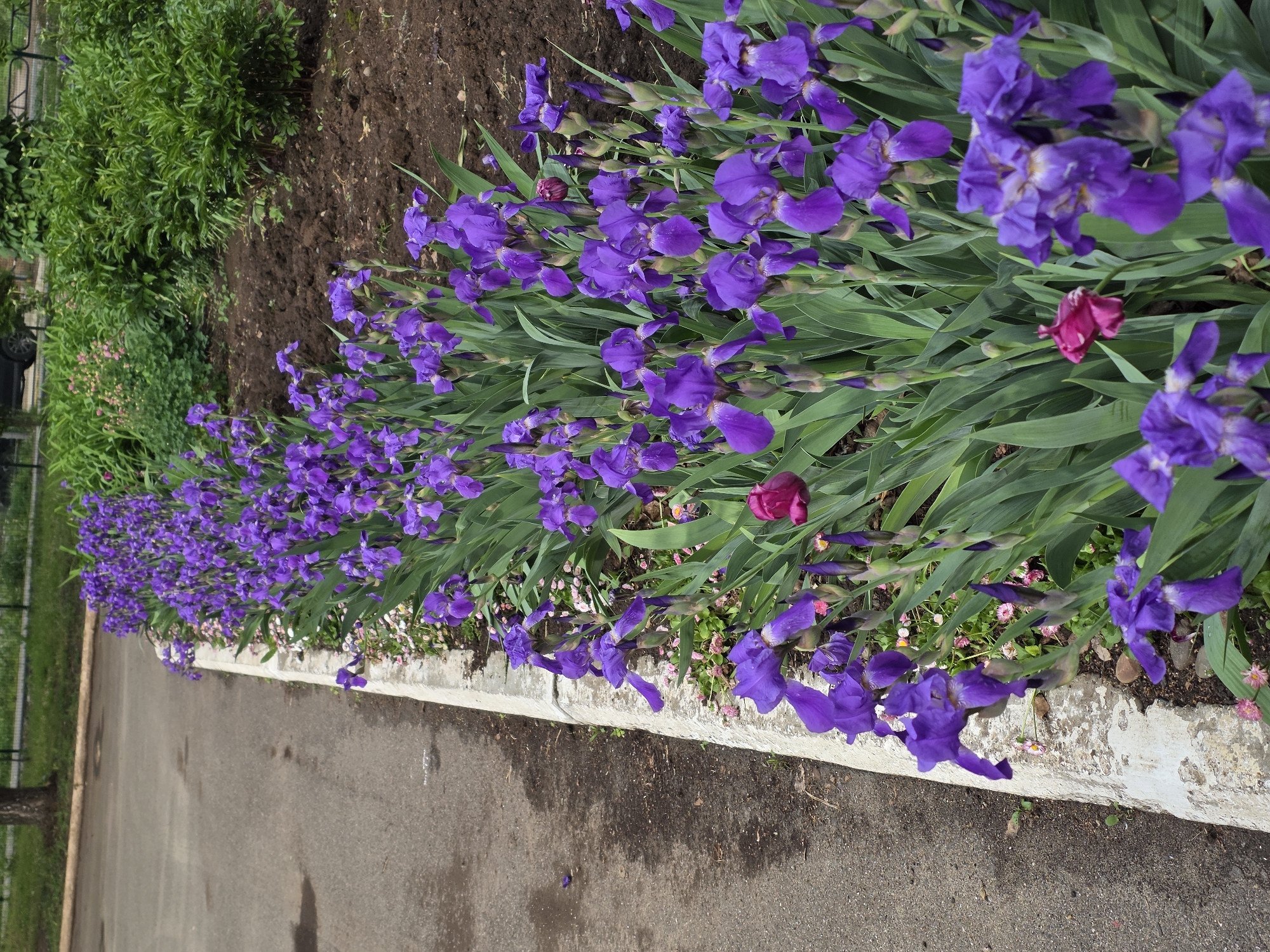 A row of purple irises borders a paved path in a garden or park. To the left of the flowers, there is a patch of green bushes. The irises stretch into the distance, with a few magenta flowers mixed in. The paved path is cracked and worn in spots.