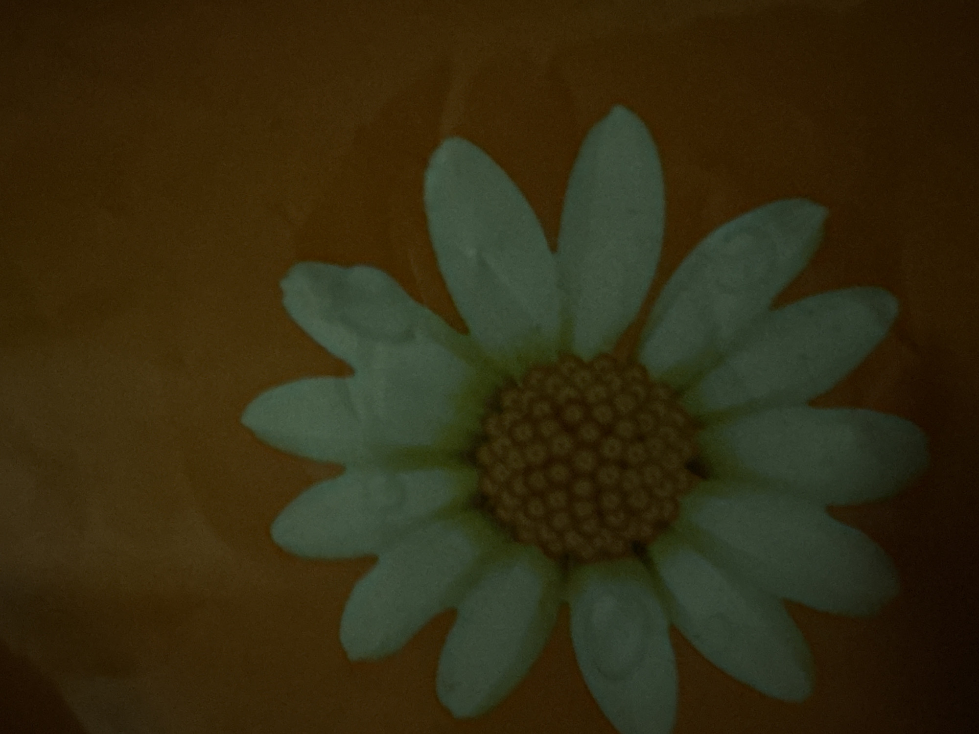 The image shows a close-up of a single, artificial white daisy flower against an orange background. The flower's petals are elongated and rounded, with a textured, slightly glossy surface. The center of the flower is filled with numerous small, bumpy, yellow-orange seed-like structures, creating a dense, circular disc. Some of the petals show subtle indentations and minor imperfections. The lighting in the image is dim, casting a soft glow on the flower and creating a warm, muted tone for the background. There is no indication of any specific location in Plovdiv, Bulgaria, or any people or actions depicted. The scene is static and focuses solely on the floral object.