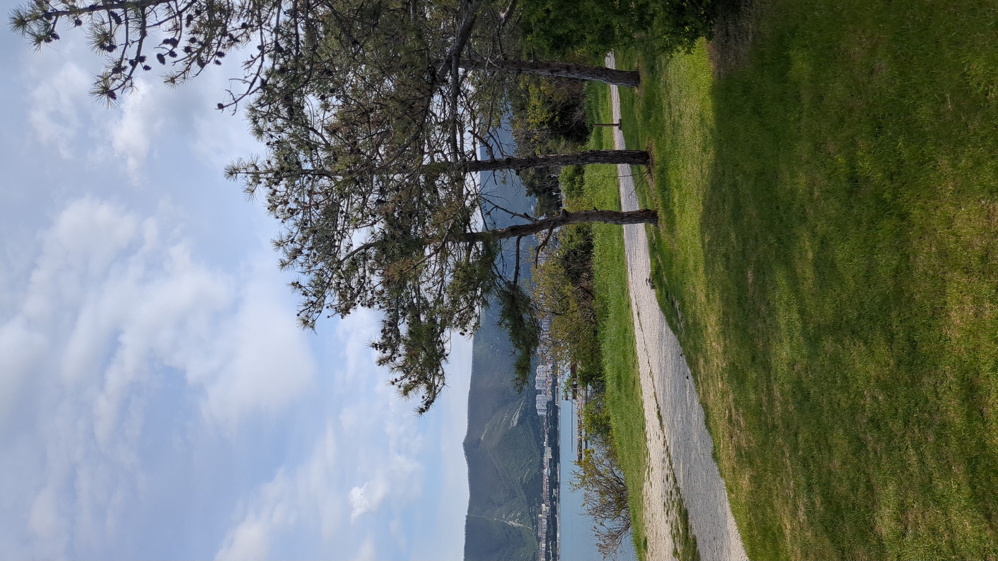 The image displays a picturesque coastal landscape, offering a serene view over what appears to be Gelendzhik, Russia. In the foreground and midground, several tall pine trees with numerous visible pinecones and dark trunks stand prominently on the left side. A light-colored, unpaved path or road runs diagonally from the lower right towards the middle of the frame, separating a vibrant expanse of green grass on the right from the trees. The grass shows varying shades of green, suggesting natural light and subtle shadows.
Beyond the path and trees, a vast body of water, likely a bay or the Black Sea, stretches across the middle ground. Along its distant shore, a coastal city or town is visible, characterized by numerous buildings, including some multi-story structures. Towering, dark green mountains rise majestically behind the urban area, forming a dramatic and rugged backdrop. The sky above is a light, clear blue with scattered white, fluffy clouds.
The scene conveys a sense of tranquility and natural beauty, characteristic of a resort area where mountains meet the sea. There are no people visible, nor any discernable text. The time of day is clearly daytime, with bright natural light illuminating the landscape.