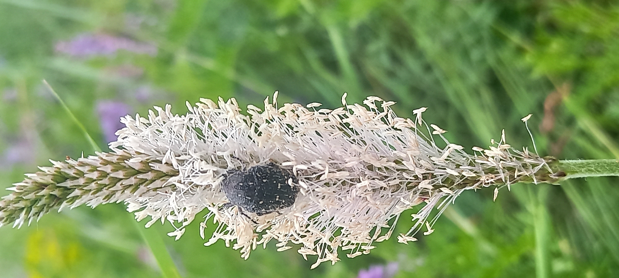The image captures a detailed close-up of a small, dark-colored beetle resting on the inflorescence of a plant. The beetle has a rounded, somewhat flattened body covered in distinct white or light-colored speckles, providing a textured appearance against its dark shell. It is positioned on an elongated, spiky flower head, likely a type of plantain or similar plant species. The inflorescence is densely packed with numerous delicate, thread-like stamens, which are pale white or cream in color and extend outwards, creating a soft, feathery texture.
The background is softly blurred, featuring a vibrant green field or meadow. Faint, out-of-focus purple flowers are also visible in the background, adding subtle color variation. The lighting suggests it is daytime, with ample natural light illuminating the scene. The beetle appears to be stationary, possibly feeding or resting on the plant. No text is visible in the image. This natural moment was captured in Kryvyi Rih, Ukraine.