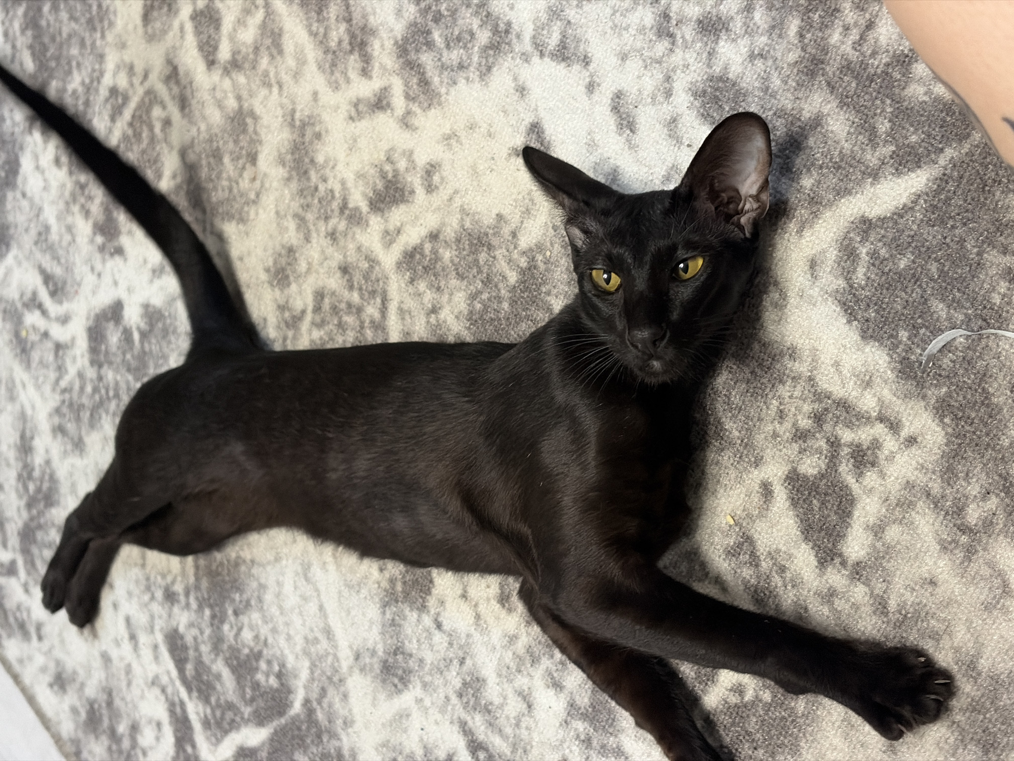 A sleek, black cat with striking yellow eyes is sprawled on its back on a patterned gray rug. The cat's limbs are splayed out, and its tail extends upwards and to the right, creating a graceful, elongated silhouette. Its fur appears smooth and glossy, reflecting the light. The rug has a textured, abstract pattern of light gray and white. The cat is the sole subject in the frame, positioned in the center of the image, lying on the floor. There is no discernible city or location information present in the image.