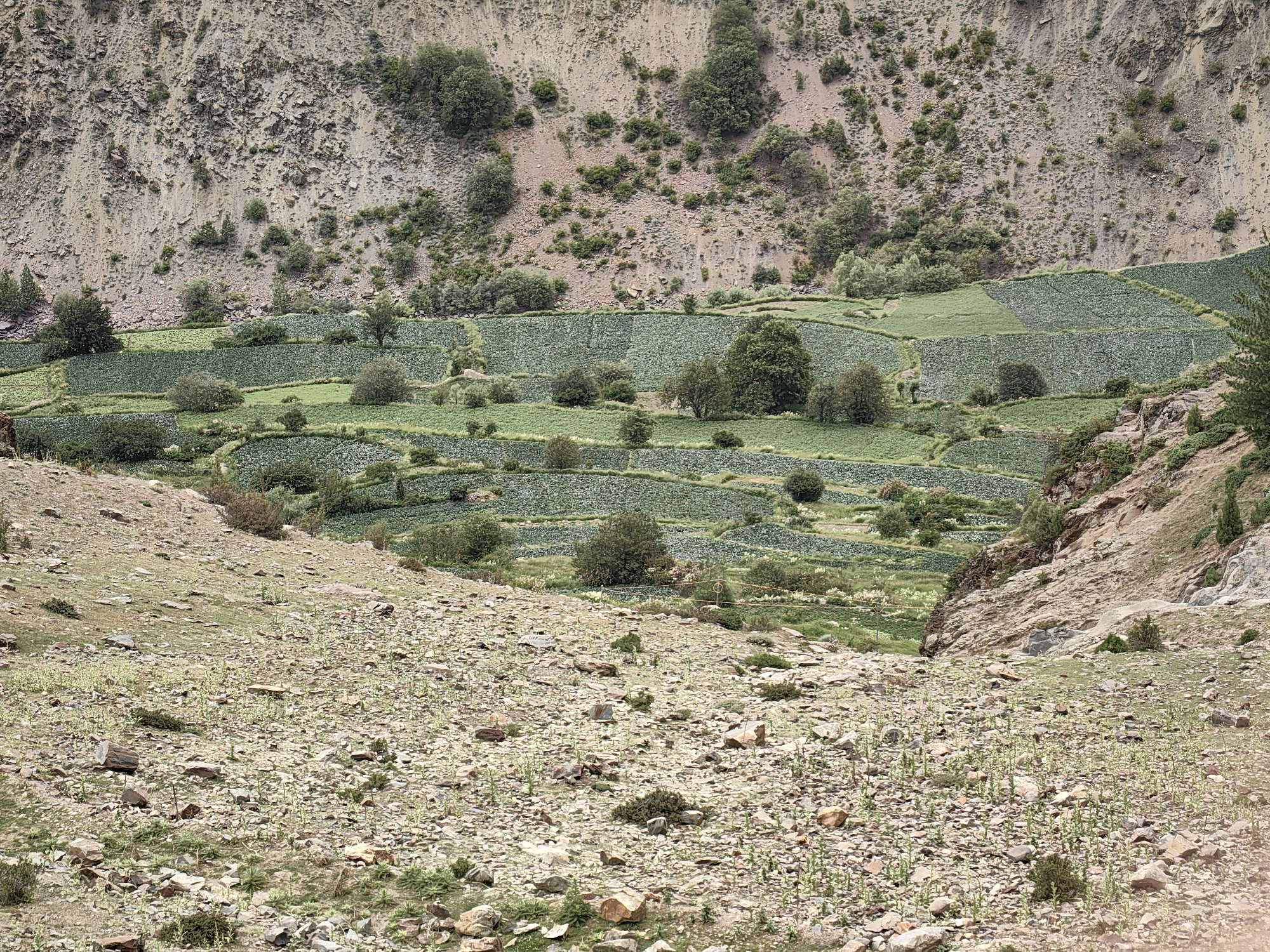 The image depicts a terraced agricultural landscape nestled within a rugged, mountainous environment. The terraces are densely planted with what appear to be leafy green crops, possibly cabbage or lettuce, forming a patchwork of vibrant green against the muted tones of the earth and rock. Scattered trees dot the landscape, some within the cultivated areas and others along the slopes. The foreground is characterized by a rocky, uneven terrain with sparse vegetation and numerous stones. In the background, a steep, rocky mountainside rises, showing signs of erosion and sparse plant growth. The overall scene suggests a remote, agricultural community in a challenging mountainous region, likely in or near Arat, India, where such terraced farming is common. There are no people or discernible structures visible in this particular frame.