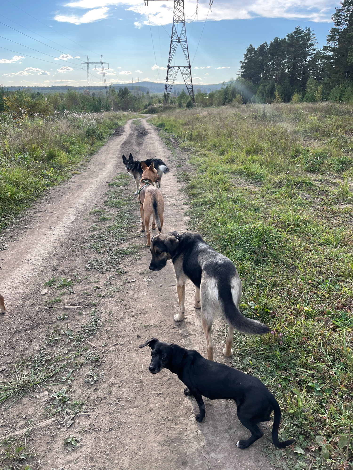 The image shows a dirt road in a rural area, possibly on the outskirts of Nizhny Tagil, Russia, with a line of four dogs walking away from the camera. The dogs are of varying breeds and colors, with one black dog in the foreground, followed by a larger tan and grey dog, then a lighter tan dog with a harness, and finally a darker colored dog further up the road. The road is flanked by overgrown grass and vegetation. In the background, there are trees and a large power line pylon. The sky is blue with scattered clouds.