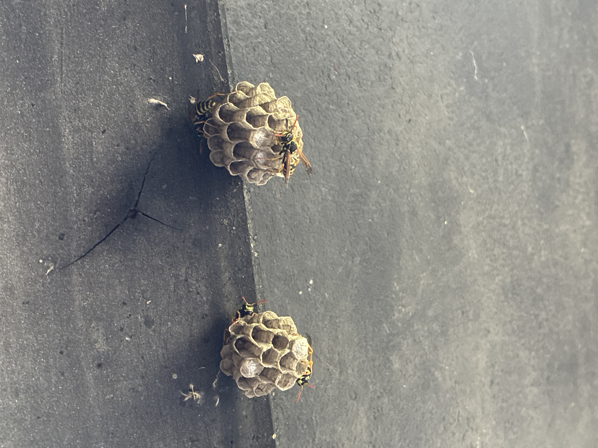 Two small wasp nests are attached to a dark, textured surface, possibly the underside of a roof or overhang. The nests are honeycomb-shaped, with visible hexagonal cells. Several wasps are present on and around the nests. One nest is on the left side of the image and the other is on the right. The surface appears to be outdoors, with some debris and a thin, dark line that could be a crack or shadow. The overall impression is that of a typical urban or suburban outdoor environment. The specific location of Zhirnov, Russia, is not visually discernible from the image itself.