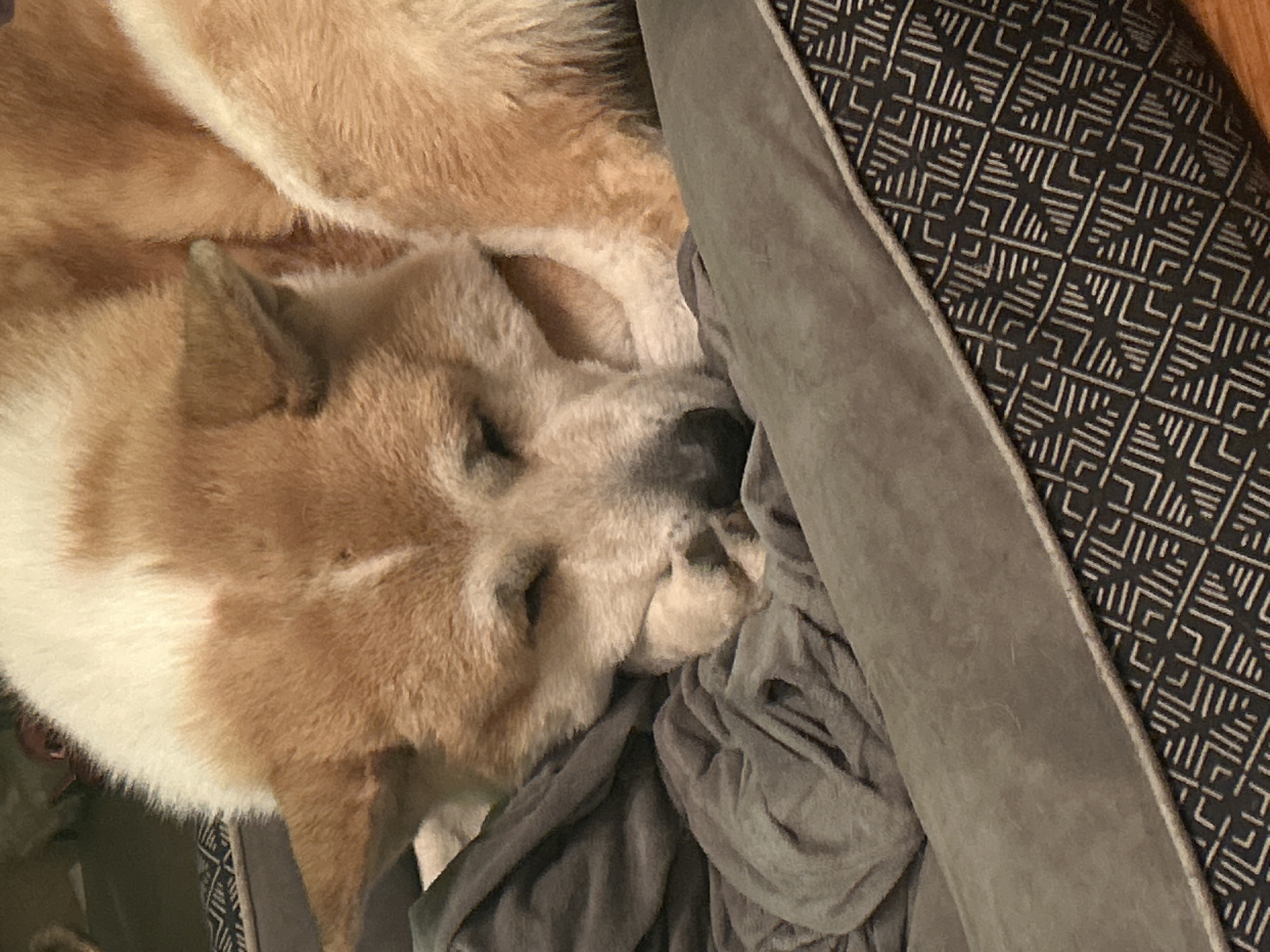 The image, set in Sofia, Bulgaria, captures a light brown and white dog, possibly an Akita, sleeping soundly. The dog is curled up within a grey dog bed, its eyes closed, and its head nestled into a soft, grey blanket. Its fur displays a mix of tan and white patches, with white markings particularly noticeable on its face, chest, and underbelly.
The dog bed features a distinct border with a dark background and a repeating pattern of light-colored geometric shapes, resembling abstract lines and squares. Next to the dog's head, the grey blanket is bunched up, adding to the sense of comfort. A small portion of what appears to be a wooden surface, possibly a floor or furniture, is visible in the upper right background. The scene conveys a peaceful and relaxed atmosphere, indicative of a pet resting comfortably indoors. No text is visible in the image.