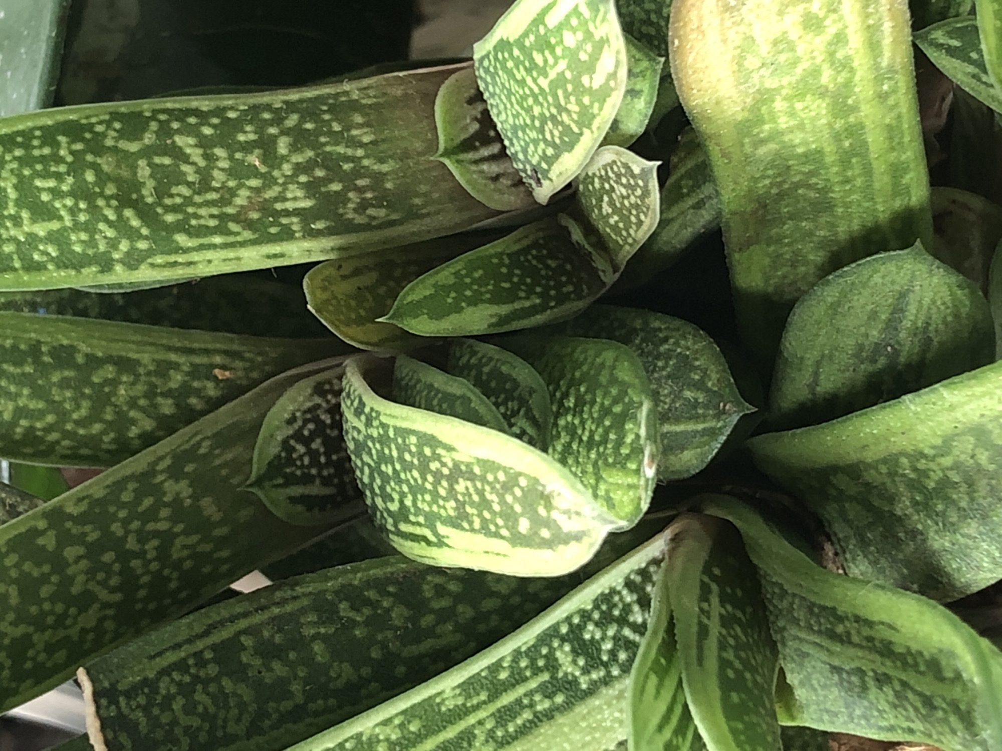 The image shows a close-up, top-down view of the fleshy, patterned leaves of a Gasteria plant, commonly known as a "Kangaroo Paw" or "Ox Tongue" succulent. The leaves are a deep green with lighter green or pale yellow spots and bands, and they are tightly packed together, creating a dense cluster. Some leaves have pointed tips, and others are rounded. The lighting suggests an indoor environment, possibly a home or greenhouse, as indicated by the soft, diffused light and the absence of strong shadows. There is no discernible urban or natural environment visible in the image, so it is not possible to determine its location in Пионерский, Russia, or anywhere else. There are no people or actions depicted in the image.