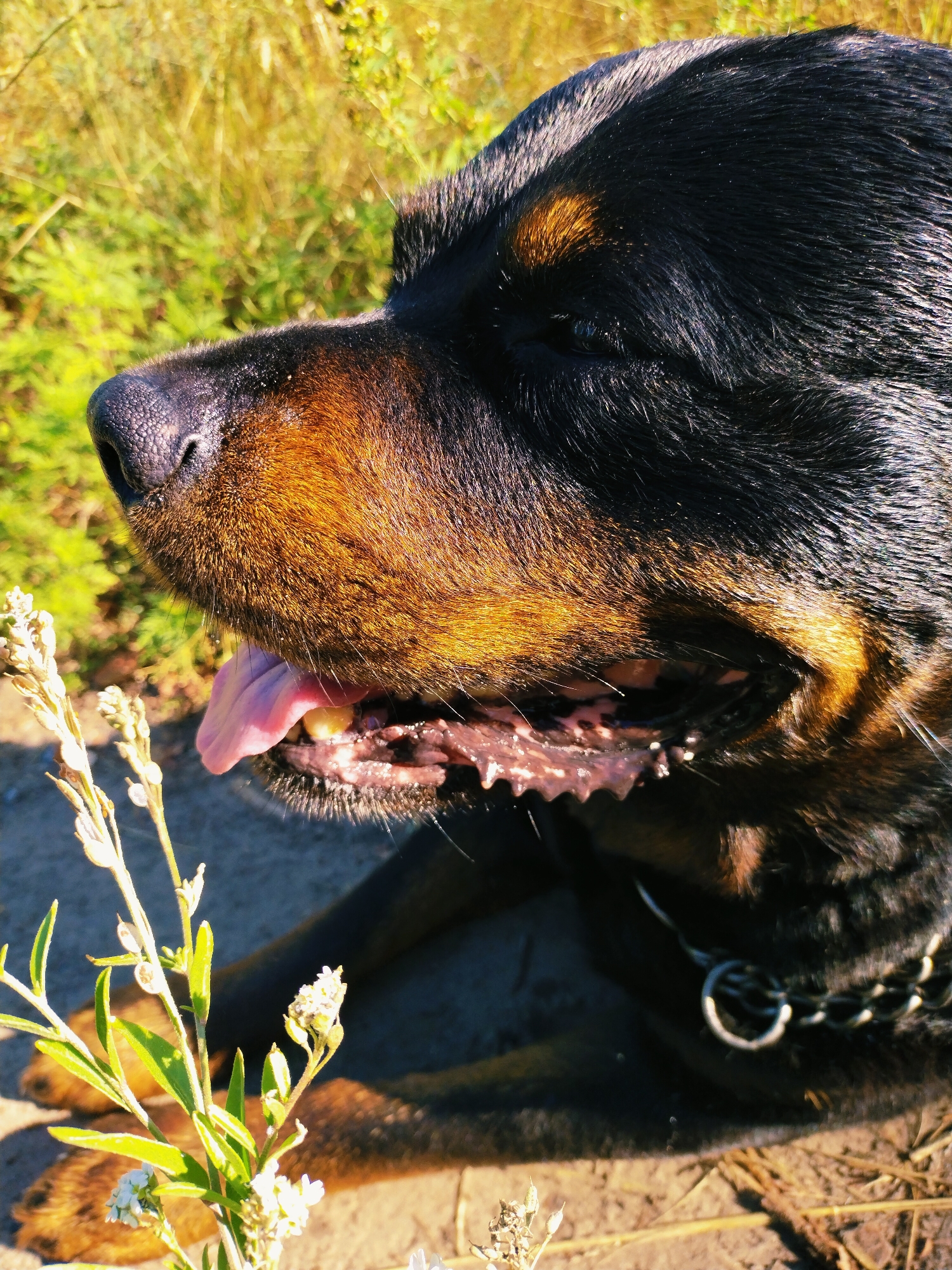 A close-up, profile view captures the head of a Rottweiler dog outdoors. The dog is panting, with its pink tongue visible and mouth open. Dewdrops or saliva are visible on its lower lip and chin. A metal chain collar is fastened around its neck. The dog's fur is black and tan. In the foreground, a plant with small white flowers is growing. The background consists of blurred green foliage and dry grass, suggesting a natural or park-like setting. The lighting indicates a sunny day. The image does not provide specific geographical markers to confirm a location in Horishni Plavni, Ukraine, but it depicts a dog in an outdoor environment.