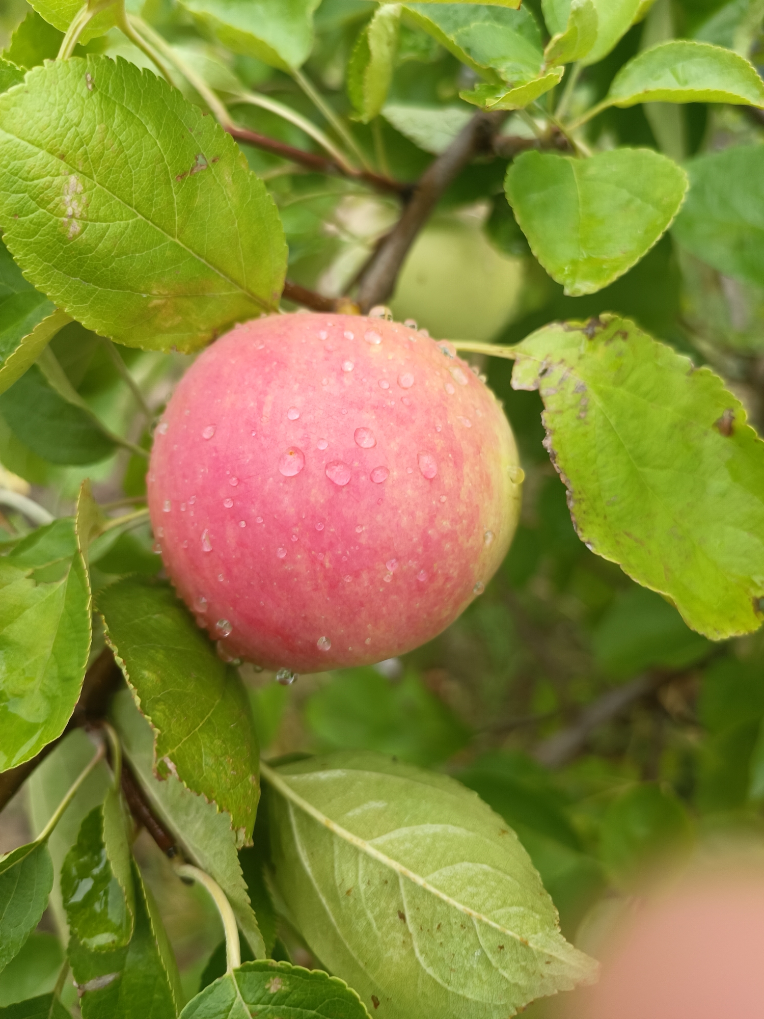 The image shows a single, dew-covered apple hanging from a tree branch, surrounded by green leaves. The apple is predominantly red with some yellow undertones and is speckled with numerous small water droplets. The leaves are also wet, indicating recent rain or dew. The background is blurred, showing more foliage and branches, with a hint of another unripe apple in the upper right portion of the frame. There are no people or discernible human activity. The scene is set in an outdoor natural environment, likely an orchard or garden. The specific location in Тэльмінскі сельскі Савет, Belarus, is not visually apparent from the image itself, but the context suggests a rural or suburban setting.