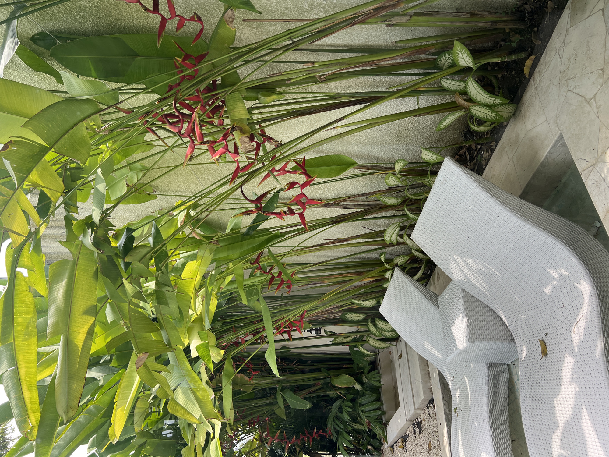 The image presents a scene in Buduk, Indonesia, featuring a garden with lush, vibrant foliage including large green banana-like leaves and red Heliconia flowers. A white wicker patio lounge chair sits near a white stone wall, blending with the light backdrop. The greenery is abundant, creating a tropical, garden-like environment near the chair.