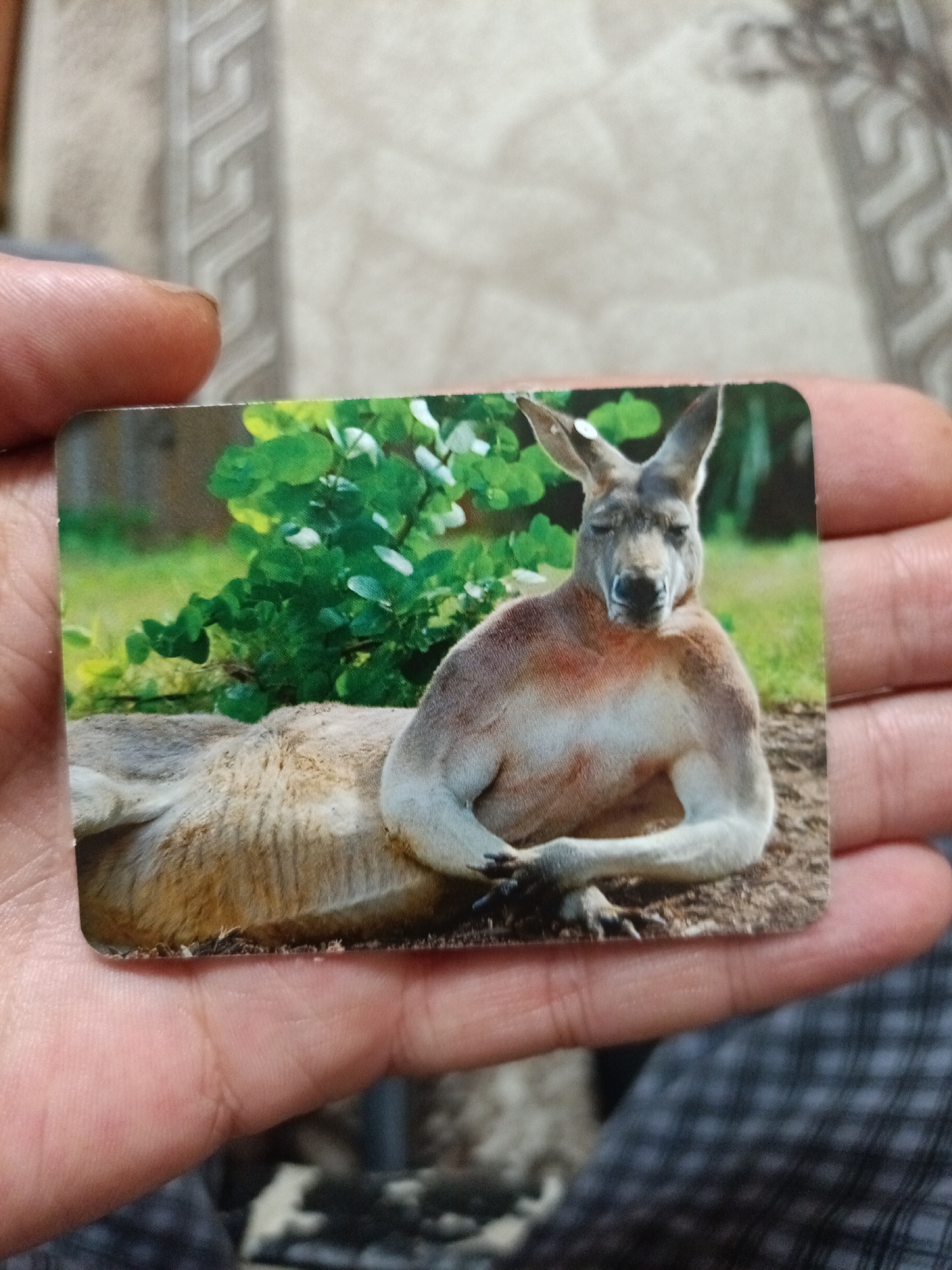 The image is a close-up, eye-level, horizontal shot of a postcard featuring a kangaroo with muscular arms resting on its chest, with its eyes closed. The kangaroo is lying down with its hindquarters visible to the left of the frame. Behind the kangaroo, there is lush green foliage. The postcard is being held by a person's hand, with fingers visible on the left and right sides of the frame. The background behind the hand and postcard is a textured, light-colored surface, possibly a wall or fabric, with a subtle patterned detail. There is no indication or information within the image to suggest its location in the city of Nyagan, Russia.
