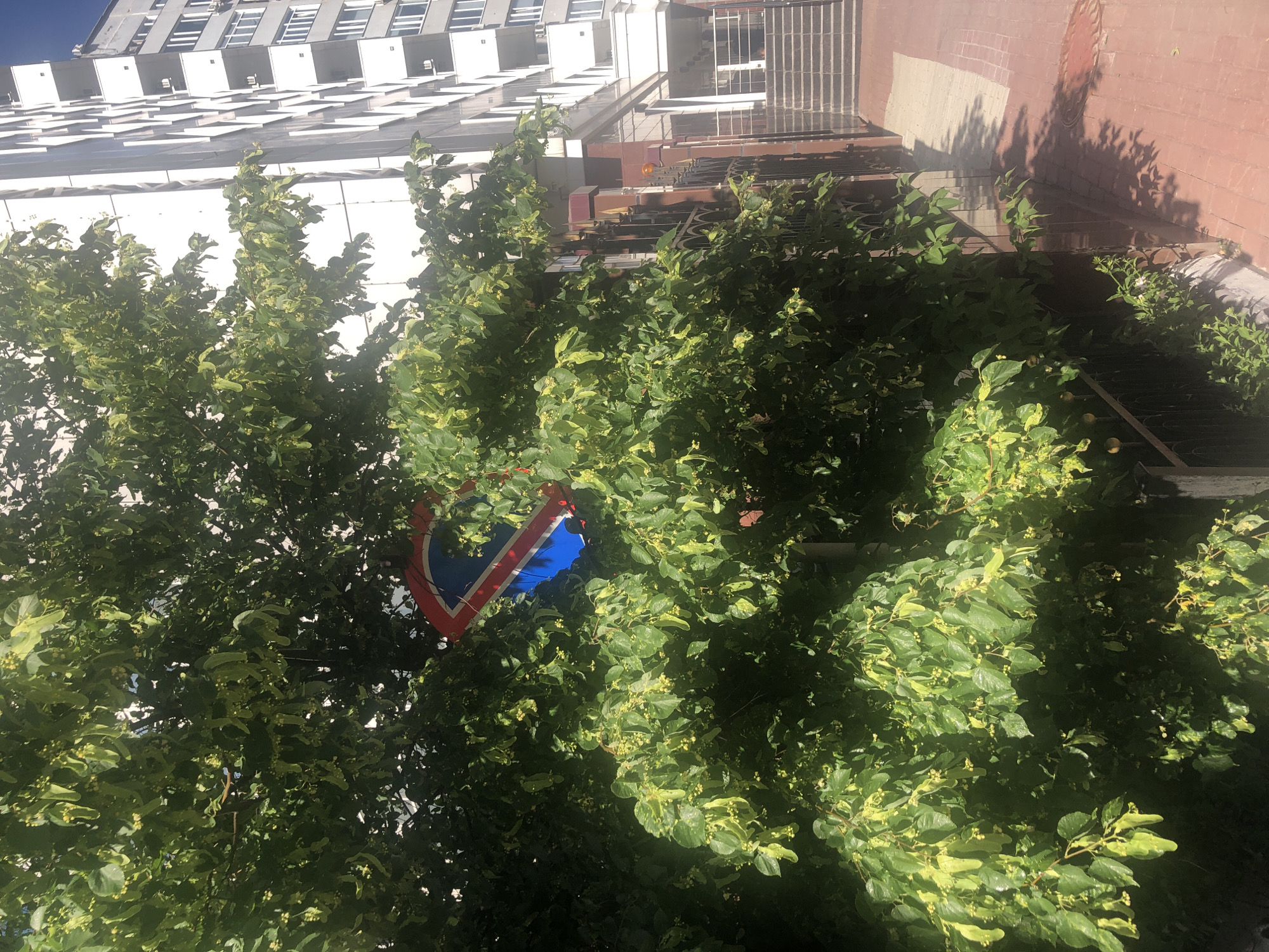 A round traffic sign with red, blue, and white colors is partially obscured by the branches and leaves of a large tree. The sign appears to be a 'no parking' or 'no stopping' sign. Behind the tree and sign, a modern apartment building with white and gray panels is visible. A paved walkway with brick and concrete sections leads towards the building's entrance, which is at the top of a staircase. A dark metal fence runs along the walkway. The scene is lit by bright sunlight, casting shadows on the ground. The location is Unknown, Unknown.