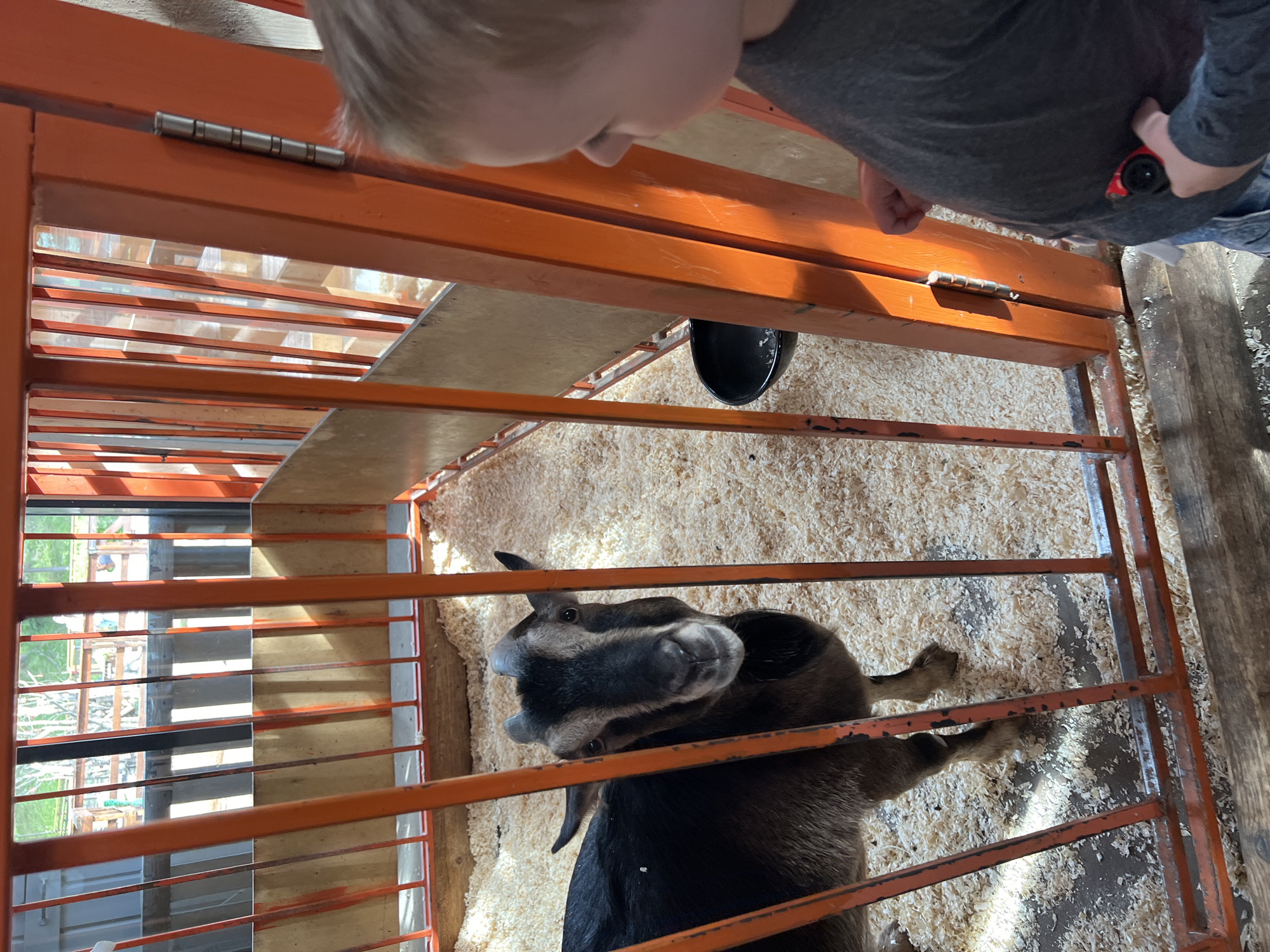 A young child, viewed from the right side of the frame, looks into an enclosure at a goat. The child has blond hair and is wearing a grey shirt. The goat is dark brown and black with short horns and is standing on wood shavings inside an orange metal-barred enclosure. In the background of the enclosure, the child can be seen through the bars. To the left of the enclosure, more of the environment is visible, including wooden structures and trees. The scene appears to be outdoors. There is no indication of the location being in Moscow, Russia.