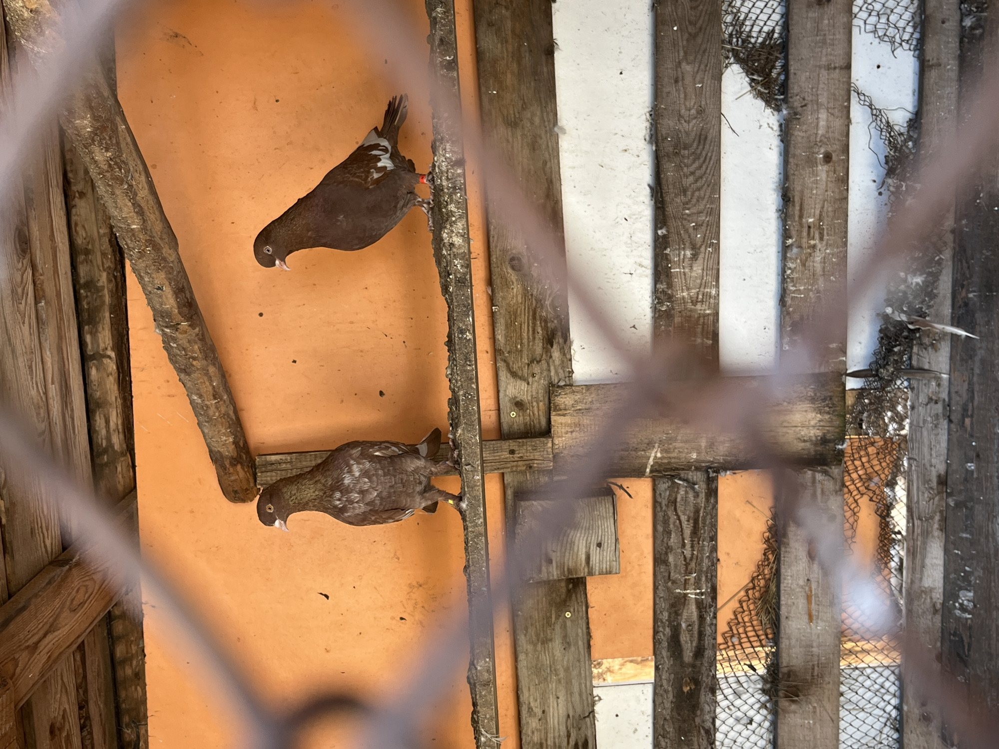 Two pigeons, one brown and one brown speckled, are perched on an orange wall with wooden supports in what appears to be an enclosure in Chaikovsky, Russia. The view is partially obstructed by a wire fence. The enclosure's construction includes wooden planks, some painted white.