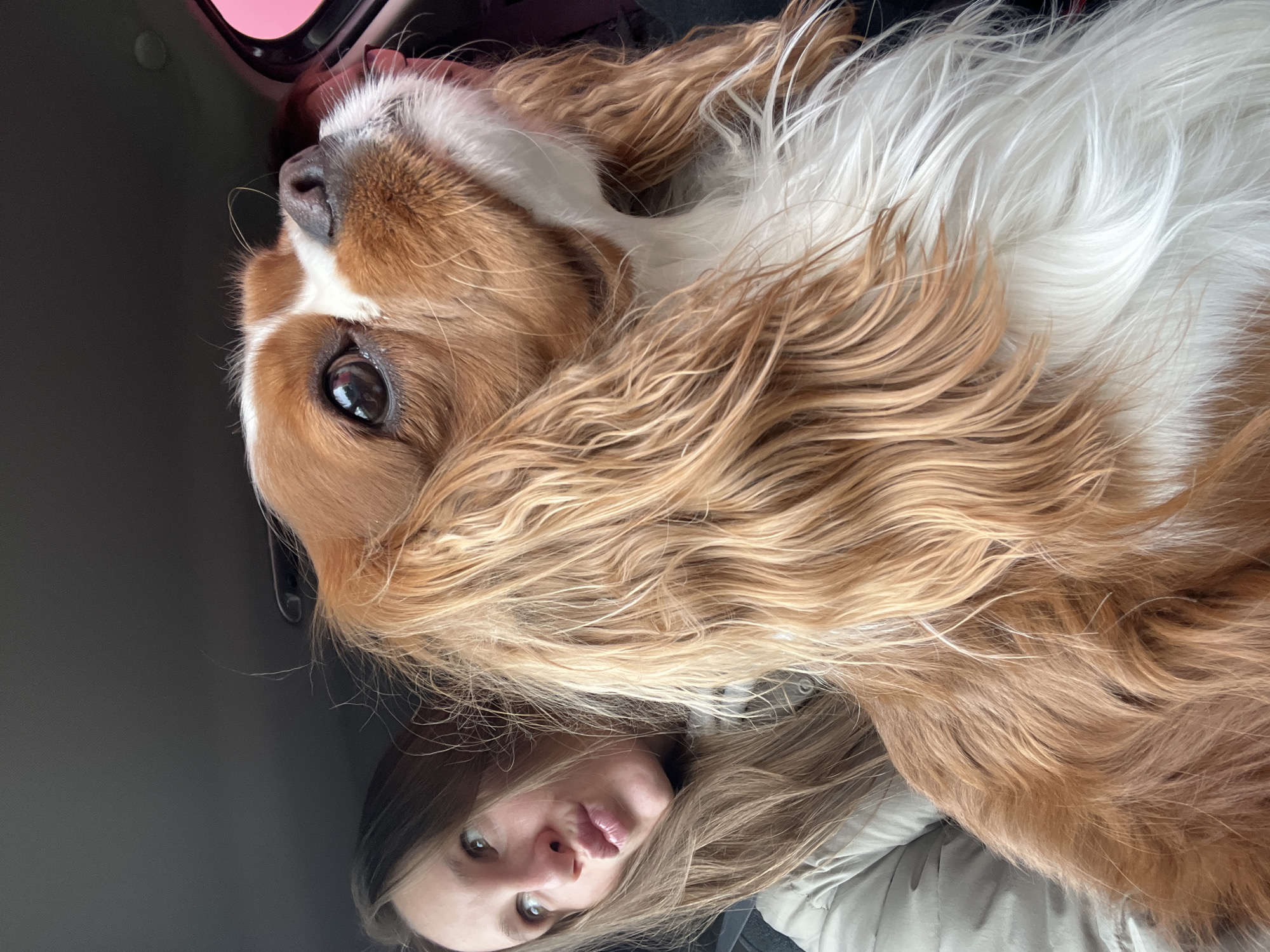 A medium-angle, upside-down photograph shows a woman and a Cavalier King Charles Spaniel dog. The dog, positioned above the woman, has brown and white fur. The woman is looking at the camera, while the dog's gaze is directed upwards. The setting is inside a vehicle. No information related to the city of Radumlya, Russia is present.