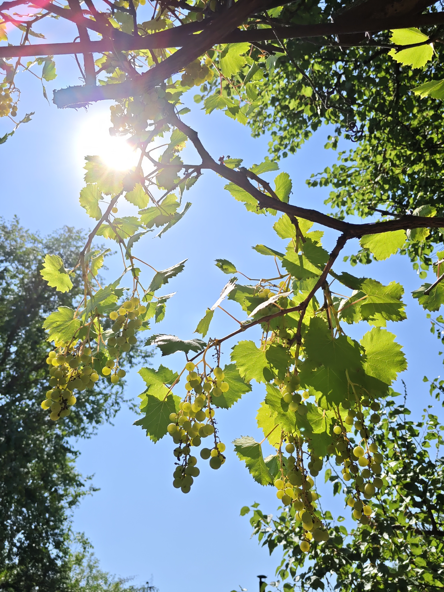 An outdoor, low-angle shot captures a cluster of unripe green grapes hanging from a vine against a clear blue sky. The sun shines brightly, casting lens flares and illuminating the leaves of the vine. The branches of the vine extend across the frame, with more leaves and a few small clusters of grapes visible in the background. The overall impression is one of lush, natural growth in a sunny environment. The location is unknown.
