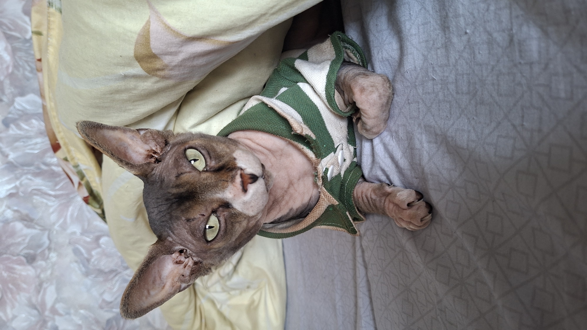 The image shows a Sphynx cat lying on a bed. The cat is wearing a green and white striped sweater. The cat has large ears and green eyes, and its skin is wrinkled. The background consists of pillows and a patterned sheet. There is no indication of the location within Забалоцкі сельскі Савет, Belarus.