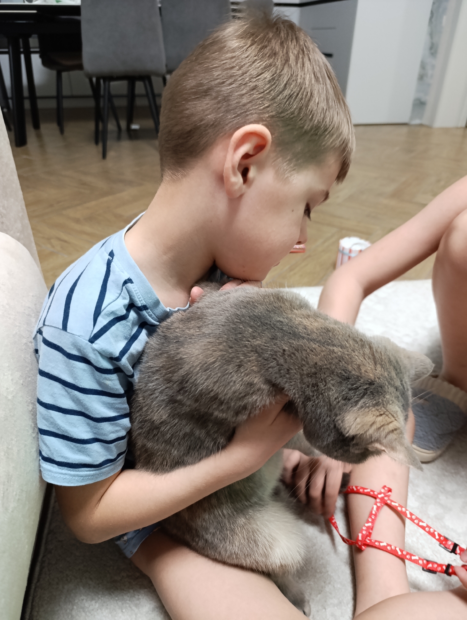 A young, light-skinned boy with short blond hair is sitting on a carpet indoors, possibly in an apartment in Chaikovsky, Russia. He is wearing a blue and white striped t-shirt. He is holding a grey tabby cat in his arms, his face close to the cat's head. A red patterned cat harness lies on the boy's leg. The boy is looking down at the cat. The background shows a wooden floor, a light-colored couch, and furniture including black chairs and table in the distance. Another child's leg is visible to the right.