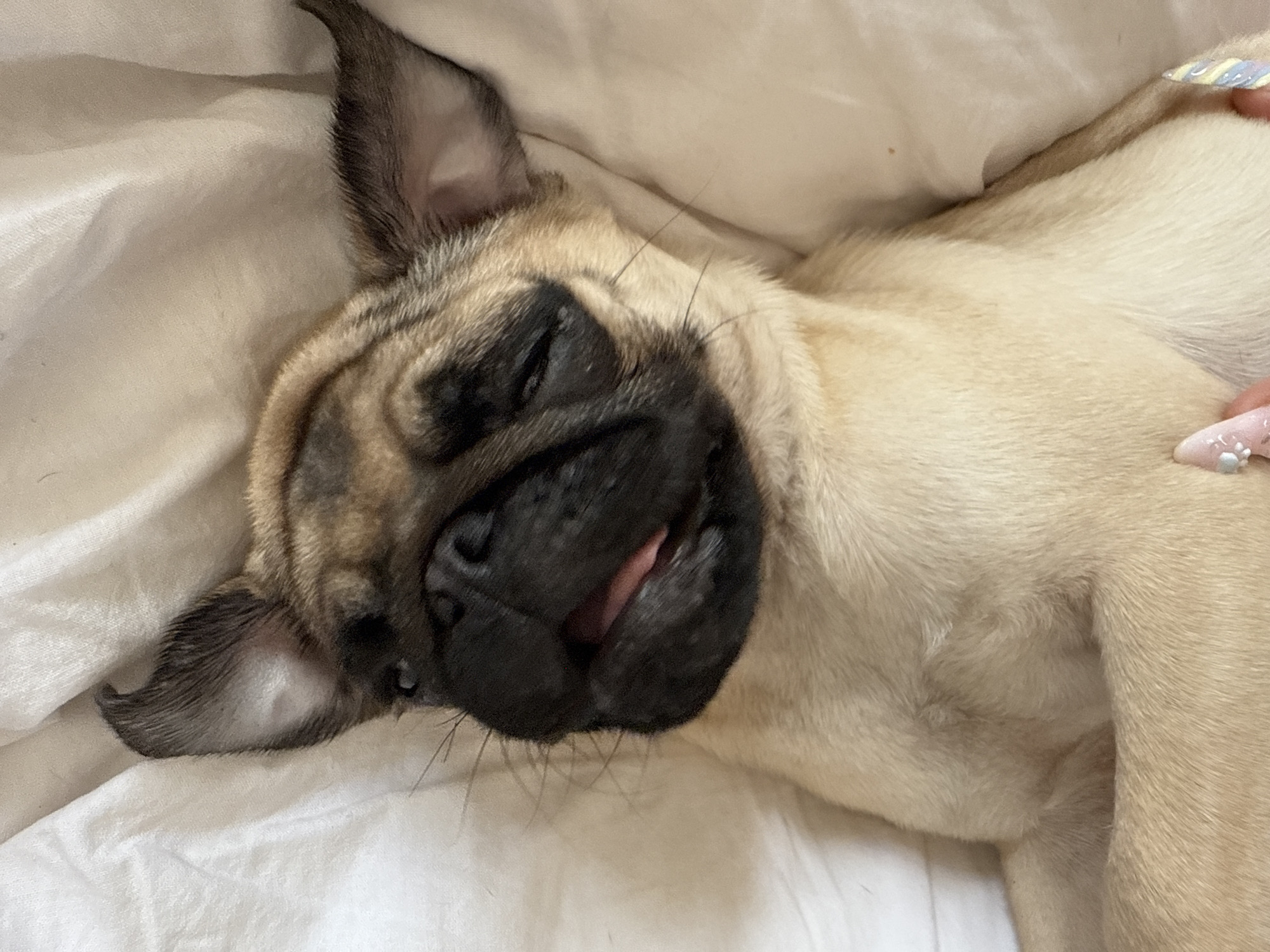 A pug puppy is lying on a white surface, possibly a bed, with its eyes closed and its tongue slightly sticking out. The puppy's fur is a light fawn color with black markings on its face and ears. The puppy appears to be resting or sleeping. The lighting suggests it could be daytime, and the overall mood is peaceful and relaxed. A person's hands with colorful nail art are visible in the upper right and lower right corners of the image, gently touching the puppy. The background is soft and unfocused, highlighting the puppy as the main subject.