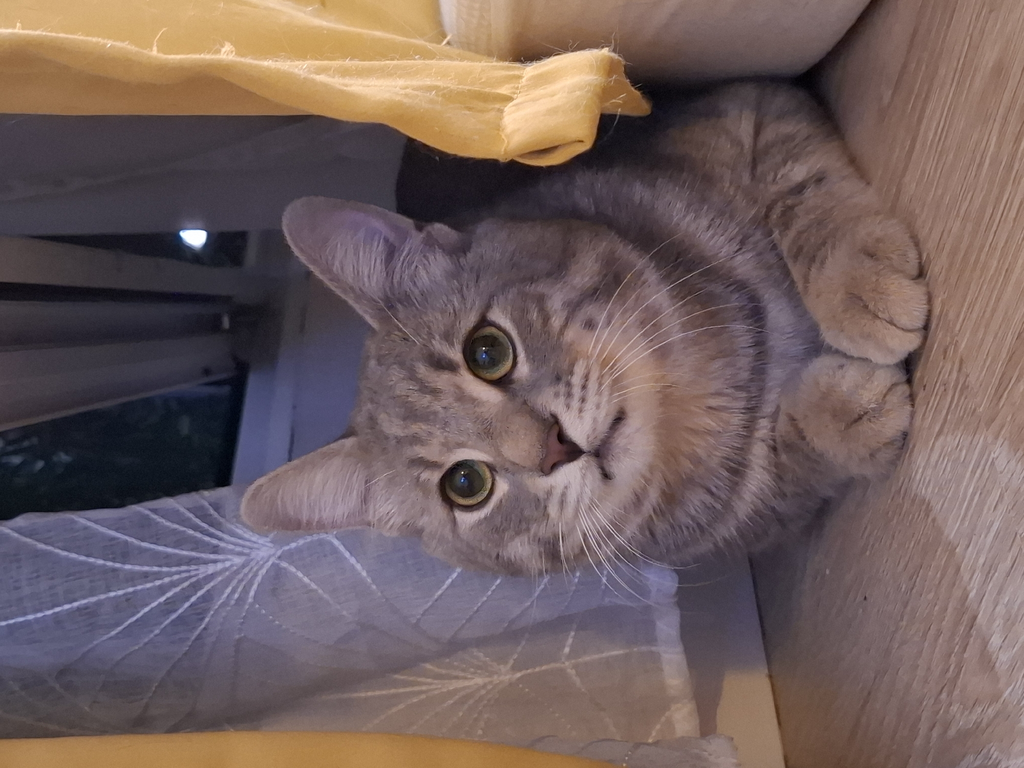 A grey tabby cat with green eyes is lying down on a wooden floor, peeking out from behind yellow and grey curtains. The cat's paws are tucked beneath its chest, and it is looking directly at the camera. The background is out of focus, but it appears to be an indoor setting with a window and some furniture. The lighting is dim, suggesting it may be evening or night.