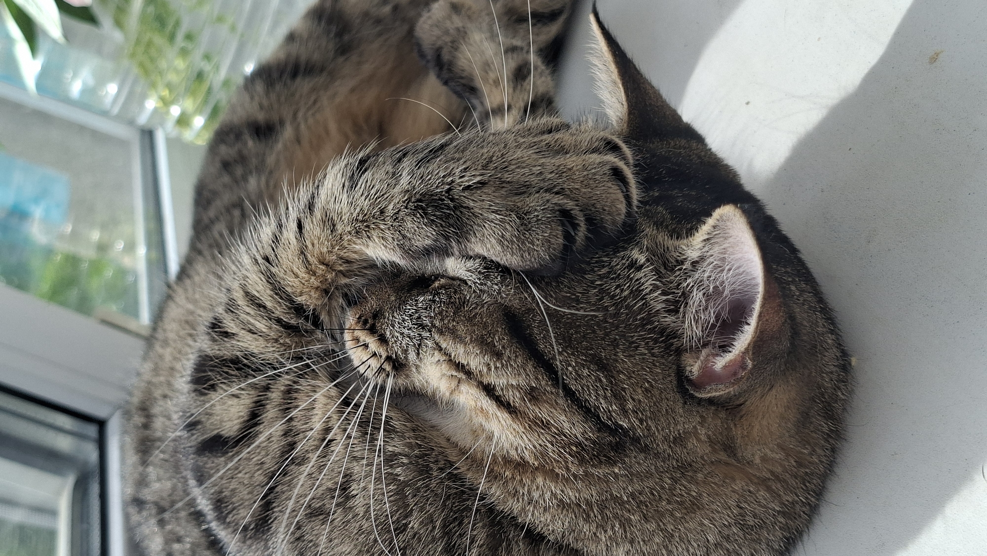 A close-up, high-angle shot captures a domestic tabby cat curled up and sleeping peacefully, its right paw covering a portion of its face. The cat's fur is a mix of brown, black, and tan stripes, characteristic of a mackerel tabby, with prominent long white whiskers emanating from its muzzle. One ear is clearly visible on the right side of the frame, showing fine white hairs within its pinkish interior.
The cat appears deeply relaxed, suggesting comfort and contentment, possibly napping in a warm, sunny spot. Strong natural light, likely sunlight, illuminates the scene from the left, casting soft shadows on a plain, light-colored surface to the right of the cat, possibly a wall or a wide windowsill.
In the blurred background on the upper left, elements of a window frame and soft green foliage or plants can be discerned, indicating the cat is positioned near a window, enjoying the light. The overall atmosphere is tranquil. There is no visible text in the image. The setting is likely indoors in Забалоцкі сельскі Савет, Belarus.