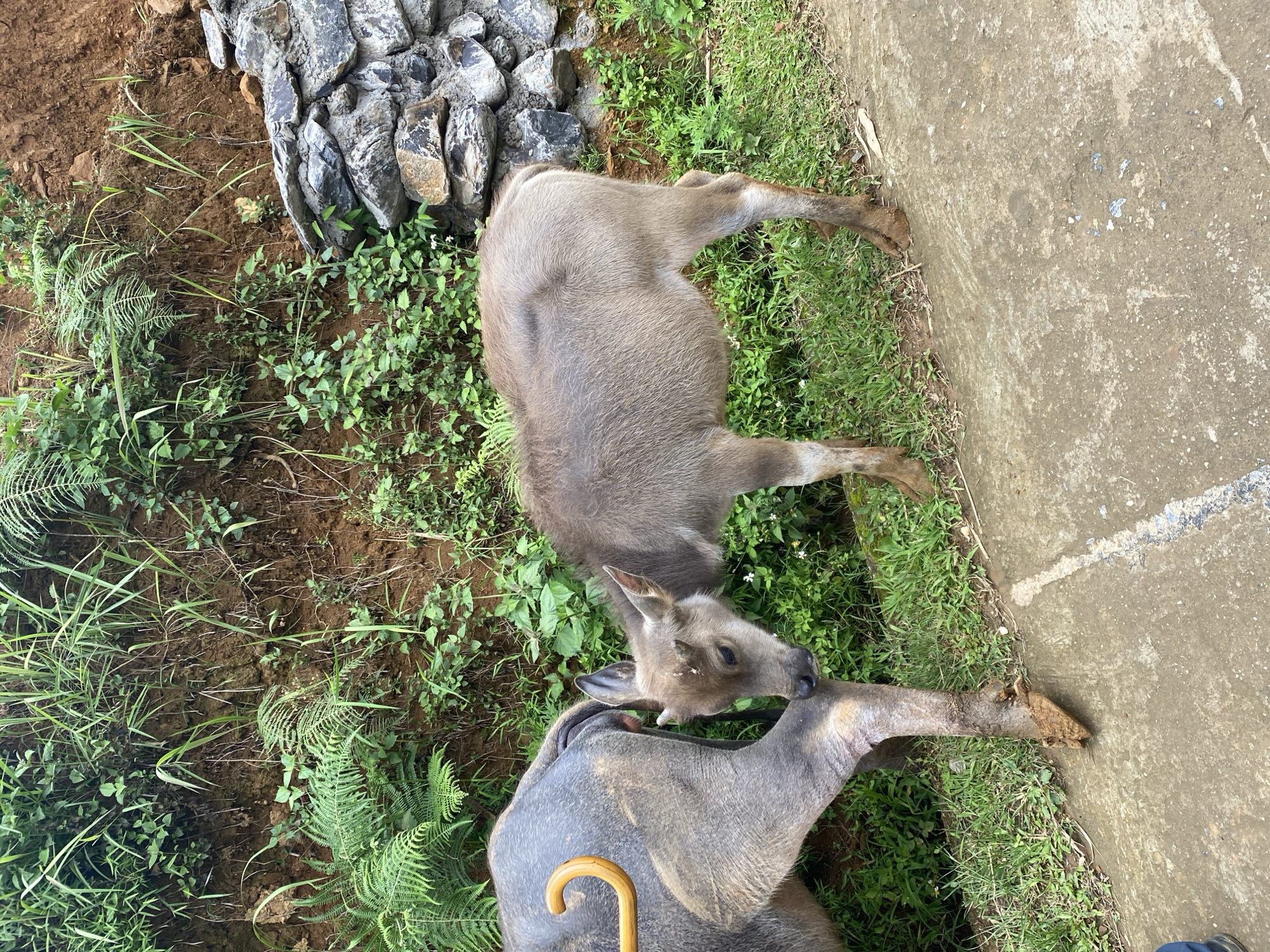 The scene depicts two water buffaloes on the edge of a concrete path adjacent to a vegetated earthen embankment in Dế Xu Phình, Vietnam. An adult water buffalo, predominantly grey, is partially visible on the left, displaying a yellowish, curved object on its upper back. Its front left leg shows a raw or scarred patch above the hoof, which is coated in mud and positioned on the concrete surface. To the right, a smaller, light brown water buffalo calf with nascent horns is observed nuzzling or sniffing the adult's front leg. The background comprises a steep, red-brown earthen slope densely covered with diverse green vegetation, including grasses and ferns. In the upper right, a section of a grey stone wall is visible amidst the foliage. The concrete path in the foreground exhibits dirt smudges and a wet streak.