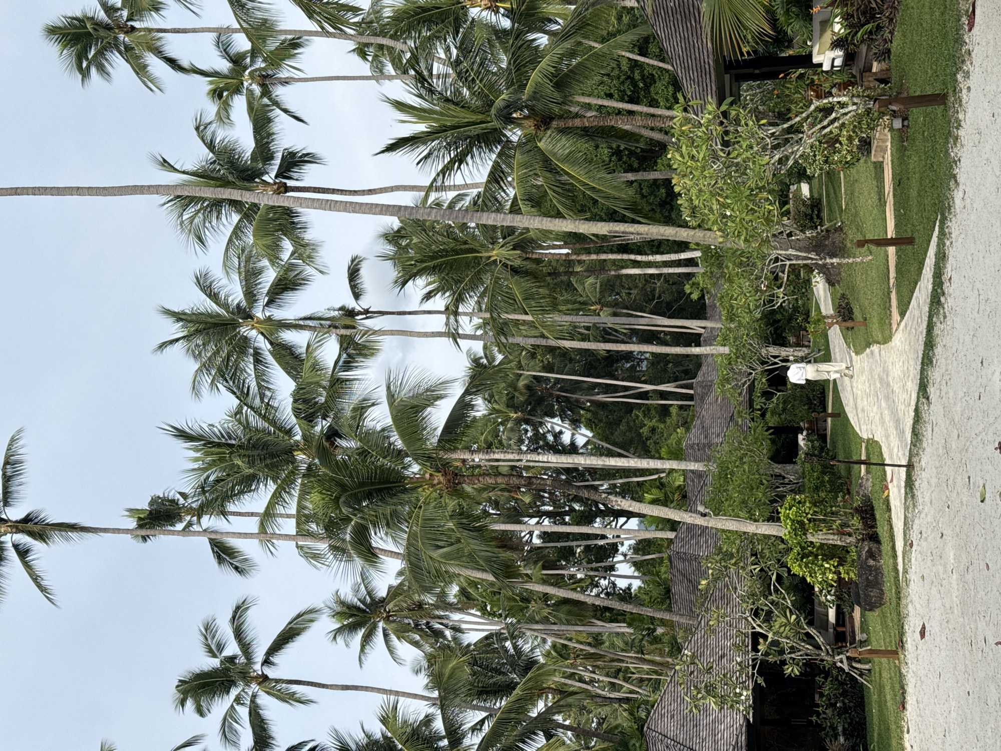 A person walks along a curved pathway through a resort in Ko Samui District, Thailand. The pathway, made of light-colored stone, leads through a manicured lawn dotted with various trees and shrubs. On the left, several thatched-roof bungalows are visible, nestled amongst lush foliage and tall palm trees. The person, wearing a white shirt and beige pants, is walking away from the camera, towards the right side of the frame. In the background, a dense forest of palm trees and other tropical vegetation creates a vibrant green backdrop under a slightly overcast sky. The ground in the foreground is covered with light-colored sand, suggesting the proximity of a beach.