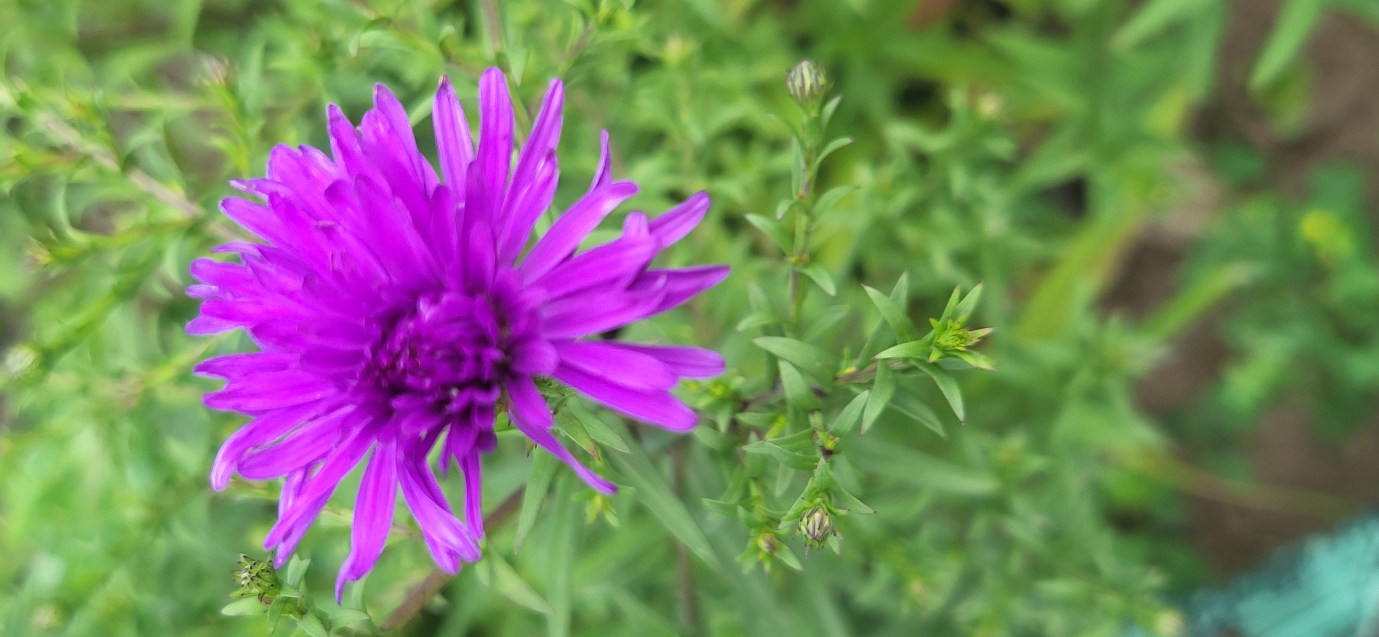 An overhead shot captures a vibrant purple aster flower blooming in soft focus against a blurred background of green foliage. The flower is centered in the frame, showcasing its numerous delicate petals that radiate outwards from a darker, central disc. To the left of the flower, several small, unopened buds on green stems are also visible, some with a darker hue. The overall impression is a close-up, naturalistic portrait of a single flower in its garden setting.