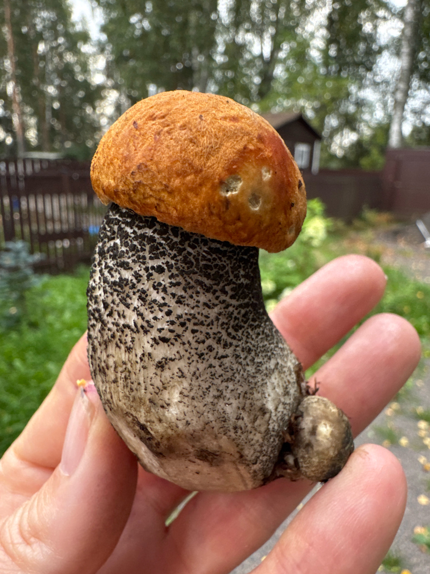 A person's hand holds a large, wild mushroom with an orange cap and a dark, scaly stem, and a smaller mushroom sprouting from its base. The background is blurred, showing trees and a wooden fence, indicative of a rural or suburban setting, likely near Steklyannyi, Russia.