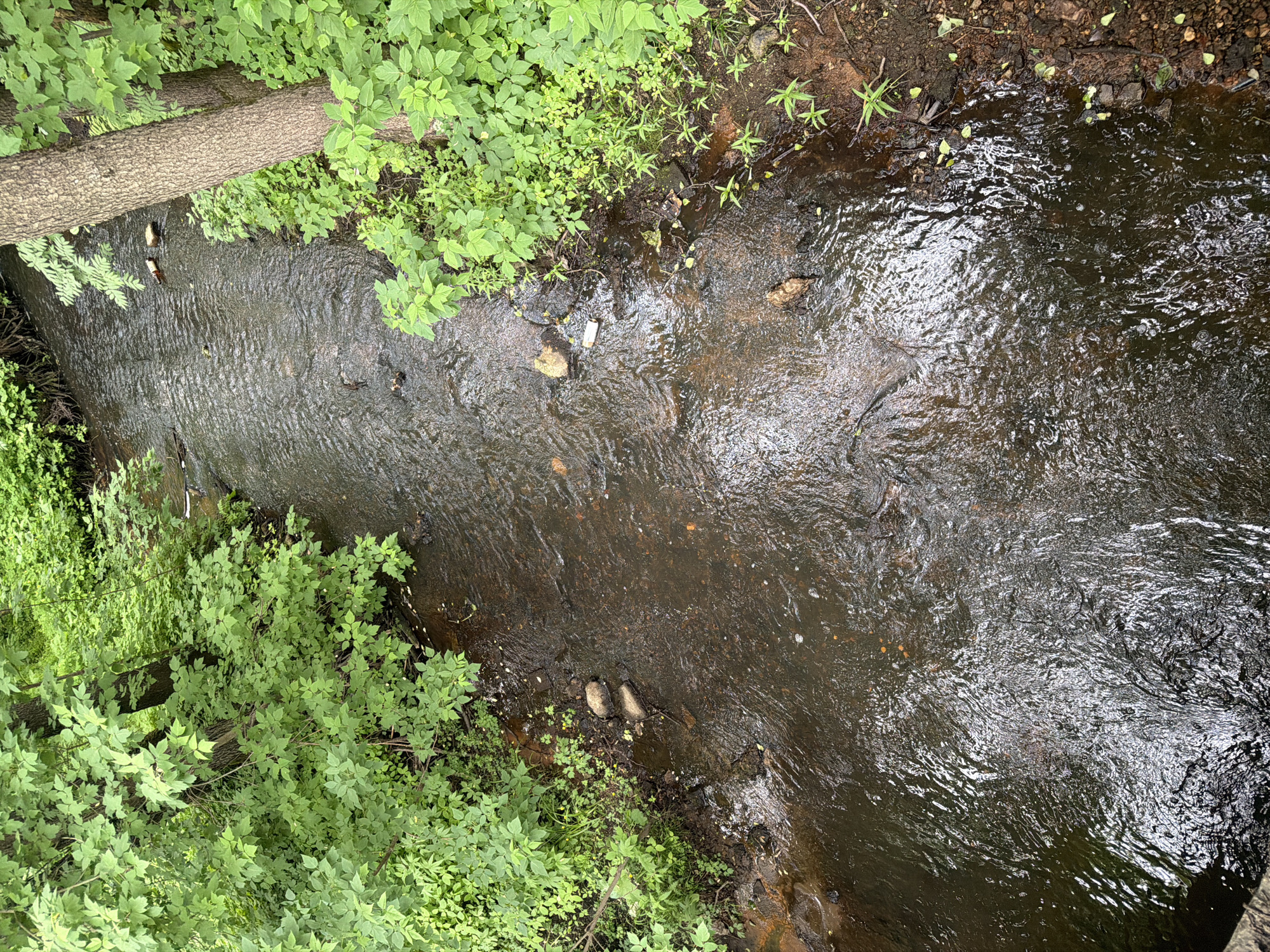 The image shows a narrow, dark stream flowing through a wooded area. The banks of the stream are lined with lush green foliage, with trees visible on the right side of the frame. The water is slightly murky, with ripples and reflections of the surrounding greenery. Several smooth, rounded rocks are visible in the stream and along its edges. A white object, possibly a piece of trash, is partially submerged in the water on the right bank. Another, smaller object is visible floating in the stream further upstream. The overall impression is one of a natural, undisturbed environment.