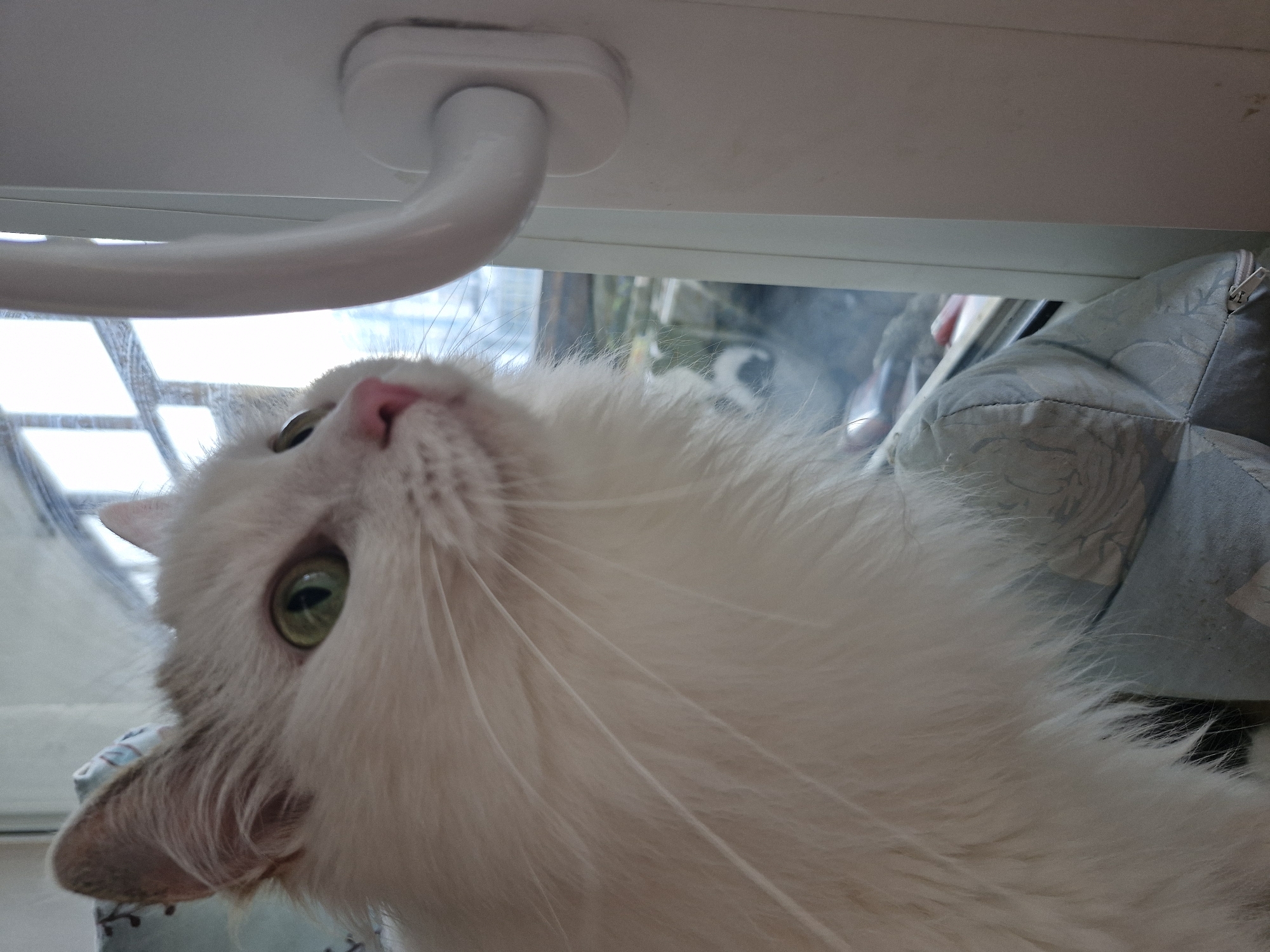 A close-up, eye-level shot focuses on a fluffy, white cat with green eyes and a pink nose, looking to the right. The cat is positioned on a padded surface, possibly a cushion or windowsill, in front of a window. The window has a white frame and a white handle visible on the right side of the frame. The background through the window is blurred, showing hints of an outdoor environment with some greenery. The lighting is soft, coming from the window. The image does not contain any information to determine a specific location in Yekaterinburg, Russia.