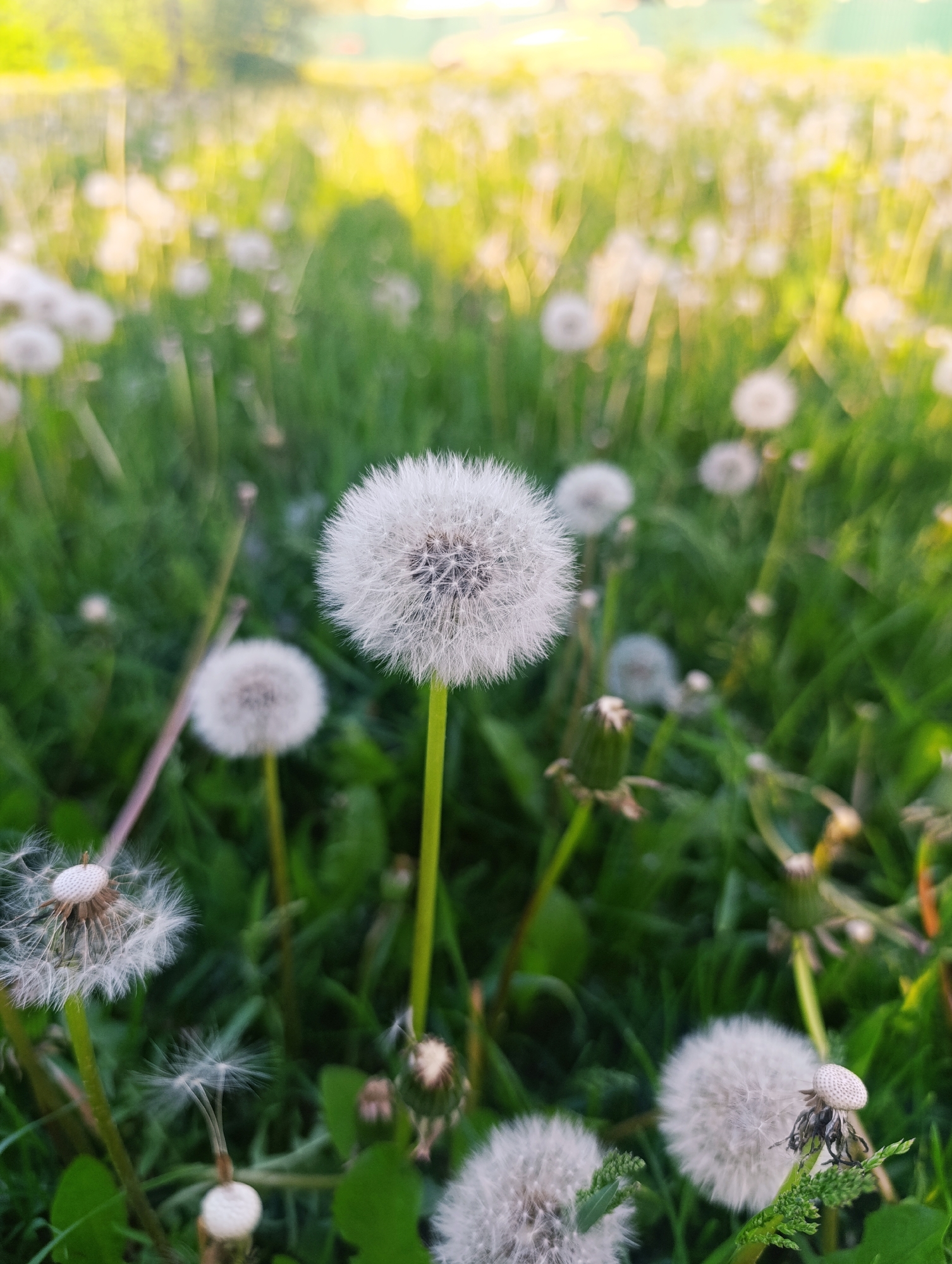 The image depicts a field of dandelions in full bloom, set against a backdrop of lush green grass. The focus is on a single dandelion seed head in the center of the frame. Numerous other dandelions, both in their seed-bearing stage and earlier growth phases, are scattered throughout the background. The lighting suggests either early morning or late afternoon, with a warm, golden hue. The location is a grassy field in an undefined area of Unknown, Unknown.