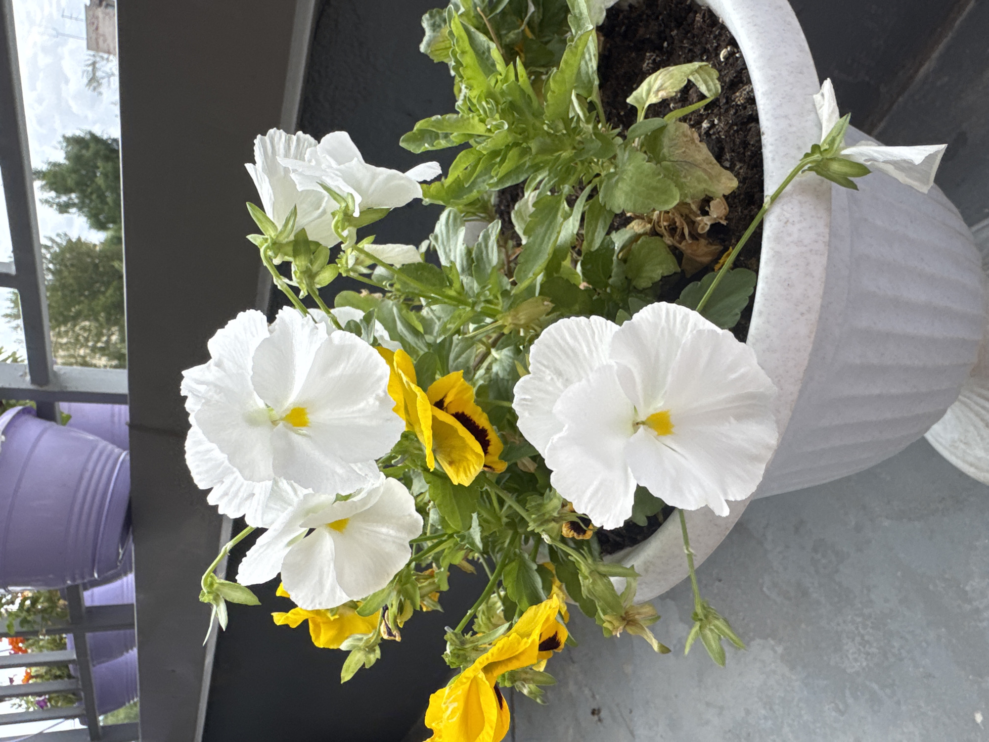The image shows a close-up view of a white decorative planter filled with a variety of pansies, predominantly white and yellow with dark centers. The flowers are in bloom, with some petals appearing slightly wilted. The planter is white and has a ribbed texture, and it is placed on a grey, textured surface, possibly a balcony or patio. In the background, out of focus, are several other purple planters on a railing, and beyond that, greenery and a cloudy sky. The scene suggests an outdoor setting, likely in a residential area. The location is identified as Sinyavino, Russia. There are no people or animals visible in the image.