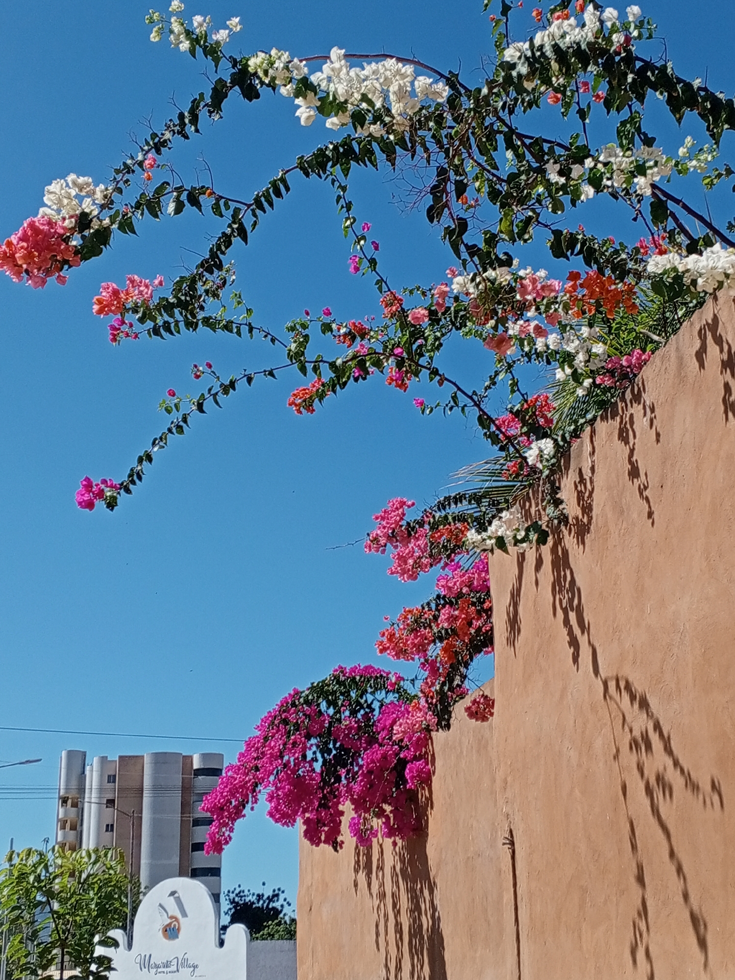 The image depicts a wall covered in bougainvillea flowers of various colors (pink, white, orange), set against a clear blue sky. The wall is tan and appears to be made of stucco. Shadows of branches and leaves are cast on the wall. In the background, a light-colored building with cylindrical sections is visible, along with some greenery and a sign that says "Margarita Village." The photo appears to be taken in Porlamar, Venezuela, judging by the sign and the architecture. No people are visible in the image.