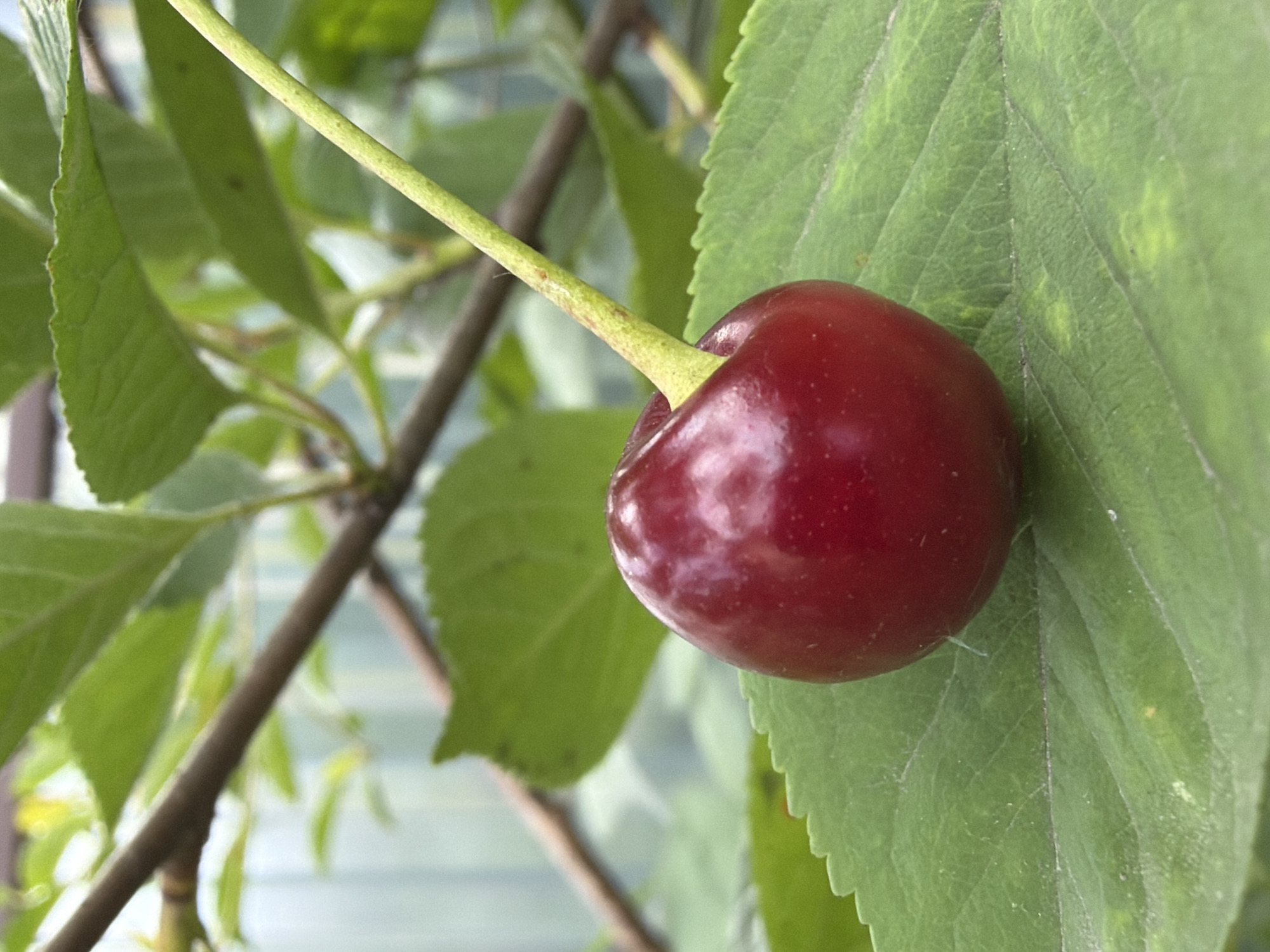 This is a close-up, eye-level, outdoor shot of a single, ripe cherry hanging from its stem. The cherry is a deep, glossy red and is positioned on the right side of the frame, partially obscuring a large, green leaf with serrated edges. The leaf is veined and appears healthy. A thin, green stem connects the cherry to a branch that runs diagonally across the background from left to right.
Behind the cherry and the prominent leaf, a cluster of other green leaves and branches is visible, creating a soft, blurred background of natural foliage. Some of the background leaves are in focus, while others are out of focus, adding depth to the image. The overall color palette is dominated by shades of green and the vibrant red of the cherry.
The lighting suggests it is daytime, with soft natural light illuminating the scene, creating gentle highlights on the cherry's surface. There are no people visible in the image, and the setting appears to be a garden or orchard in Kazan, Russia. The image is a static shot, capturing a moment in the life cycle of a cherry tree, with no specific activity taking place other than the cherry ripening on the branch. The overall mood is one of natural beauty and simple serenity. No text is visible in the image.