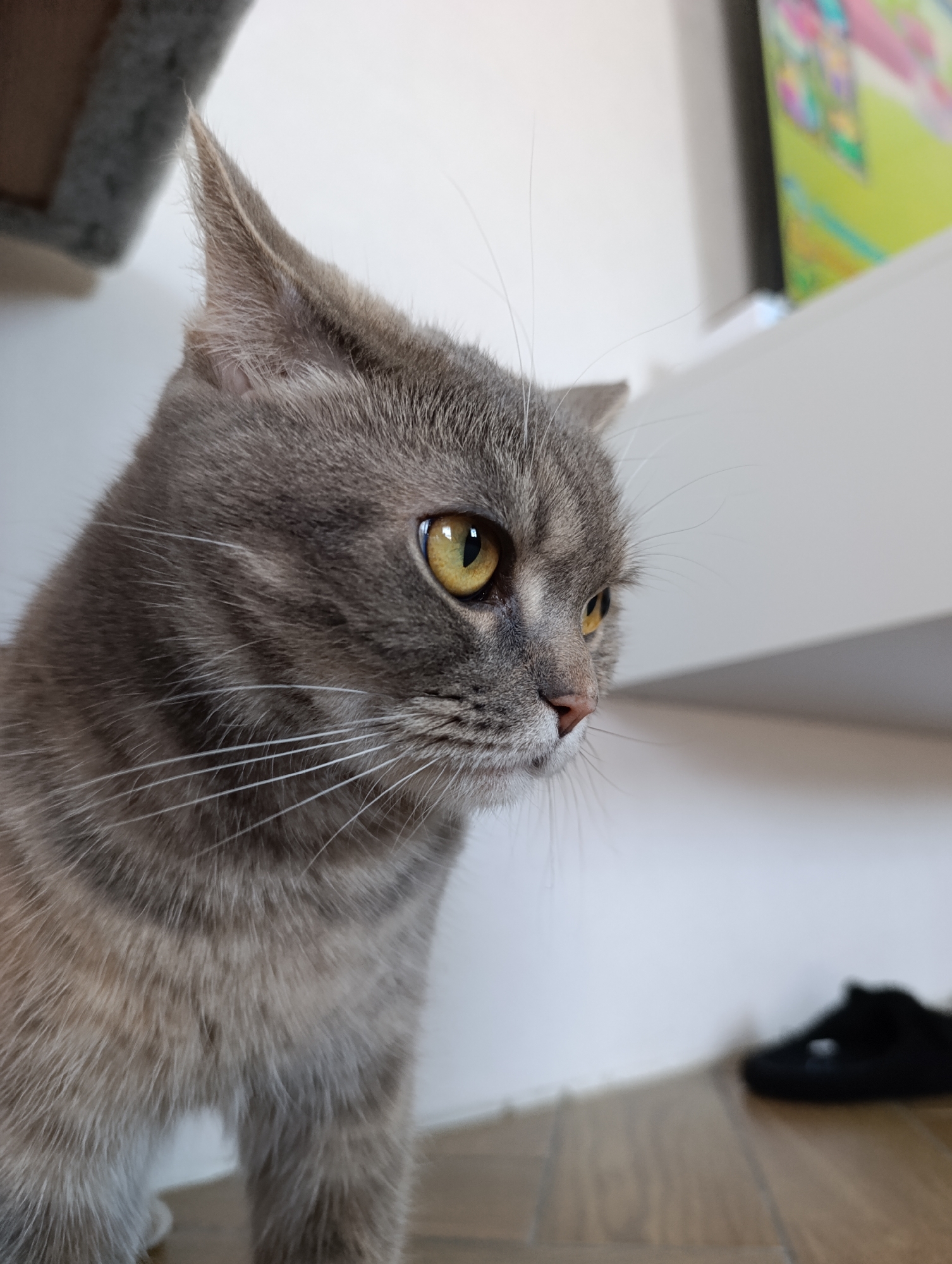 A close-up of a grey tabby cat with yellow eyes, looking right. The cat is positioned in front of a white wall with a blurred object (possible shoe) on the floor. A section of furniture with a grey cat tree is visible to the left and a blurred wall mounted picture frame is visible to the right. There is no clear indication of the city of Chaikovsky, Russia.