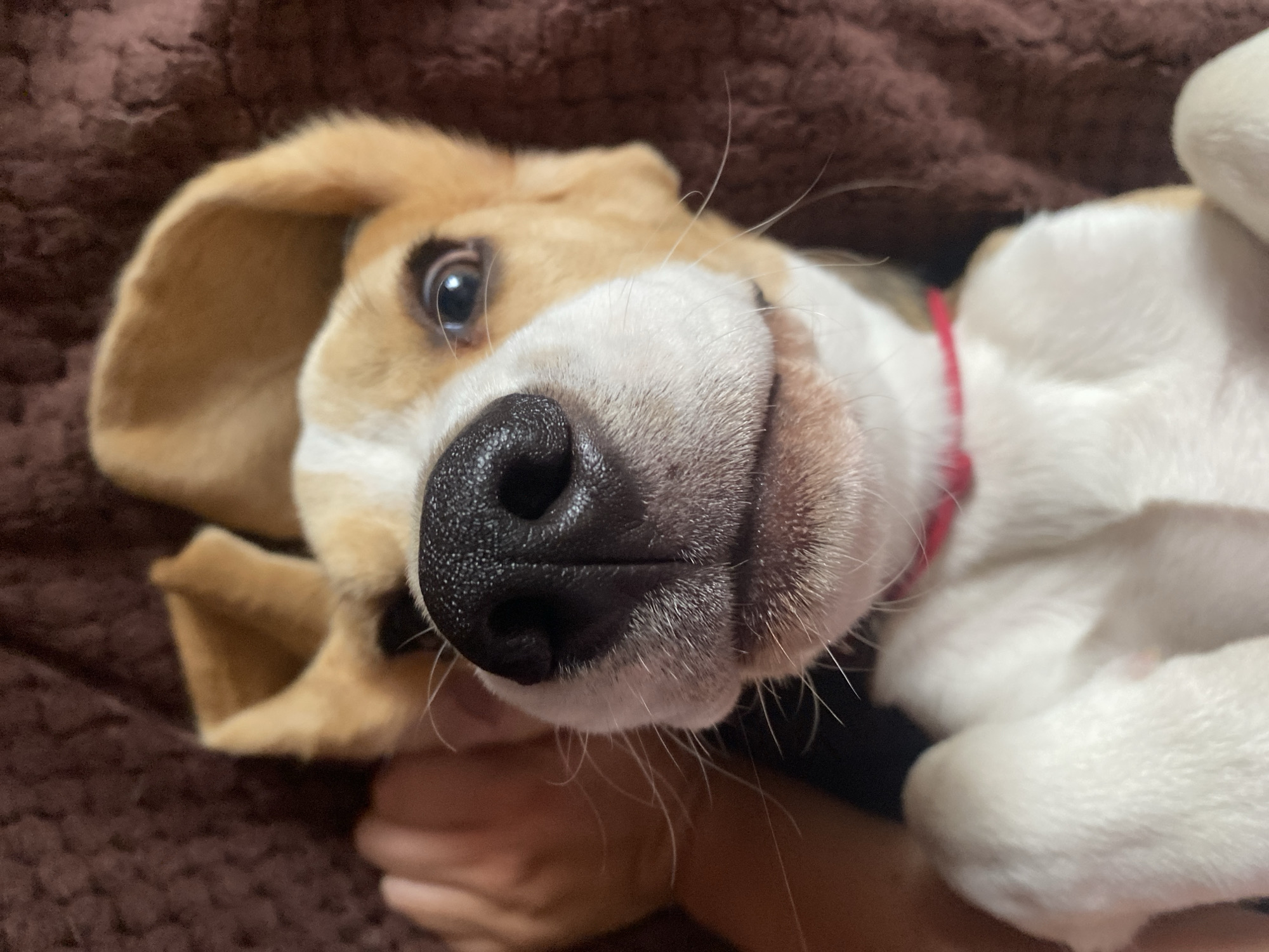 This is a close-up, high-angle, indoor photograph of a young beagle puppy lying on its back. The puppy has white and tan fur, floppy ears, a black nose, and light brown eyes. Its paws are visible in the foreground, and its head is tilted slightly. The puppy is wearing a thin red collar. The background is a blurred, dark brown, textured surface, possibly a blanket or rug. A human hand is partially visible on the left side of the image, appearing to be holding or petting the puppy. The overall impression is one of a playful and affectionate interaction between a pet and its owner. There is no information available to determine the location in the city of Perm, Russia.