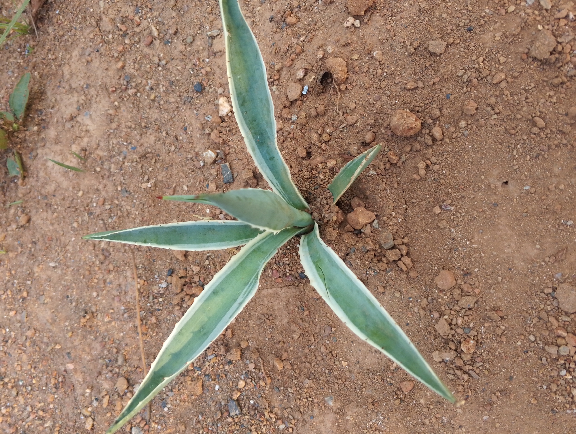 The image shows a small agave plant growing in reddish-brown soil mixed with small stones and gravel. The agave has pointed, lance-shaped leaves with green centers and white edges. Another similar plant is visible in the upper-left corner of the frame. The photo appears to have been taken outdoors in natural light. The image contains no people or evidence of specific actions. There is no information within the image to connect it to the city of San Carlos, Venezuela, or to suggest any forensic details.