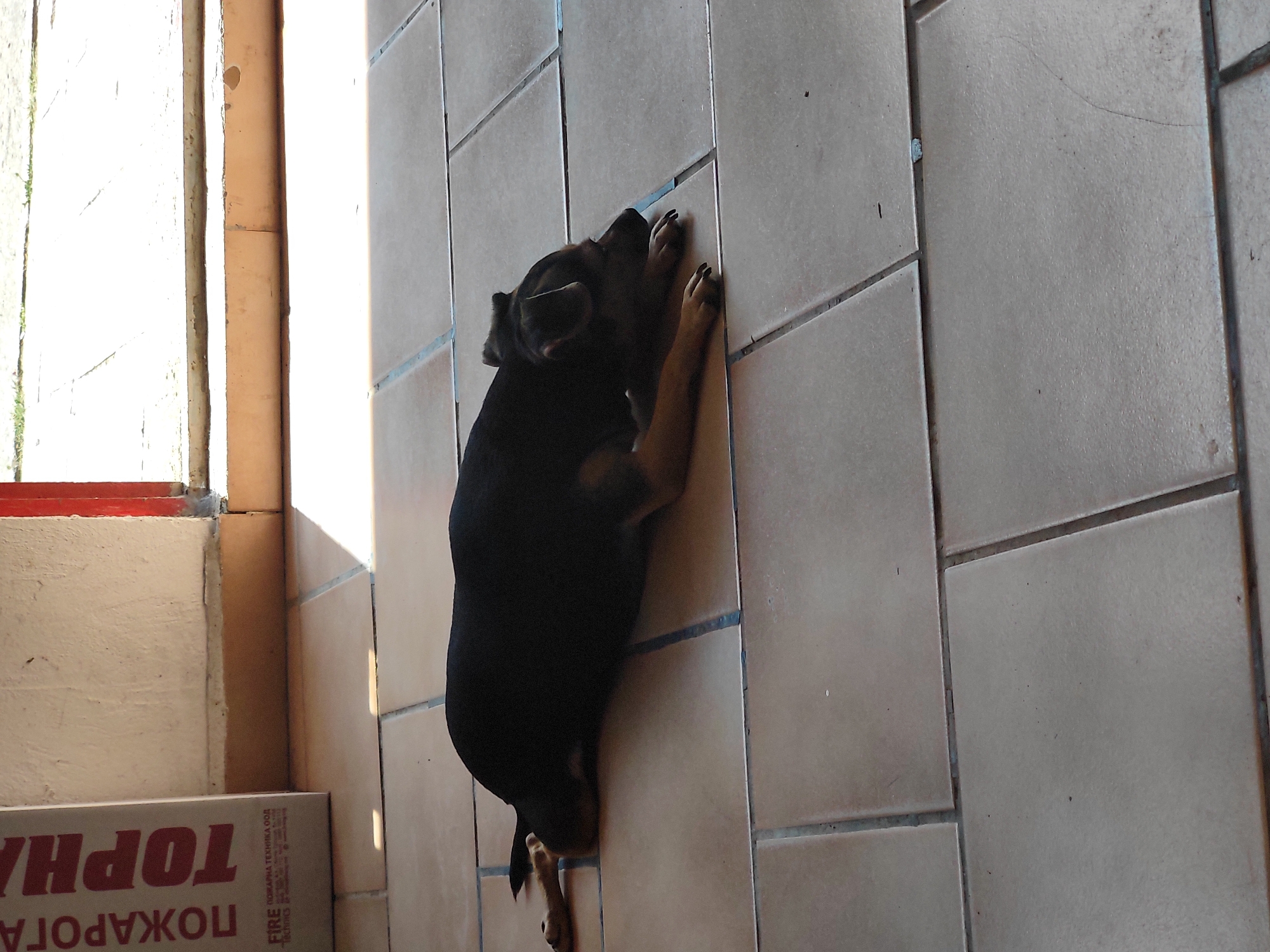A small, black and tan dog lies on its side on a tiled floor, facing right and looking towards the right side of the frame. The dog's head rests on its paws, and its body is stretched out. The floor is made of square, light brown tiles. To the left of the dog, a portion of a white wall is visible, with the corner of a red-painted doorway or frame to its right. A cardboard box with text in a foreign language is leaning against the wall on the left side of the image. The lighting suggests an outdoor or semi-outdoor environment, possibly a porch or entryway, with shadows cast on the floor. The scene is located in the city of Tervel, Bulgaria.