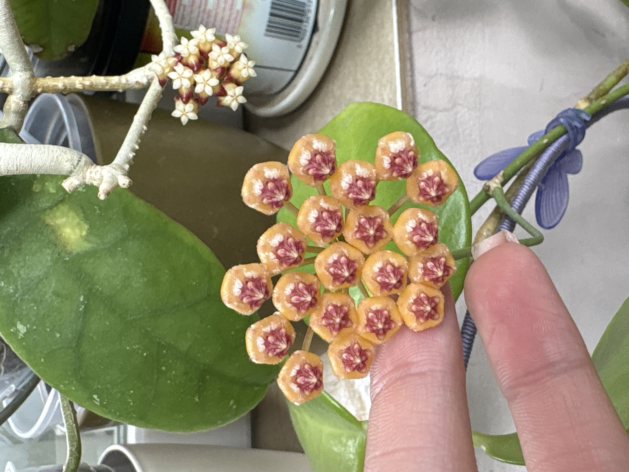 A close-up shot of a Hoya plant in bloom. A cluster of small, orange-yellow flowers with distinctive burgundy centers is nestled against a large, green leaf. A second cluster of white and burgundy flowers is visible in the background. A human finger is touching the cluster of orange-yellow flowers. The location is indoors.