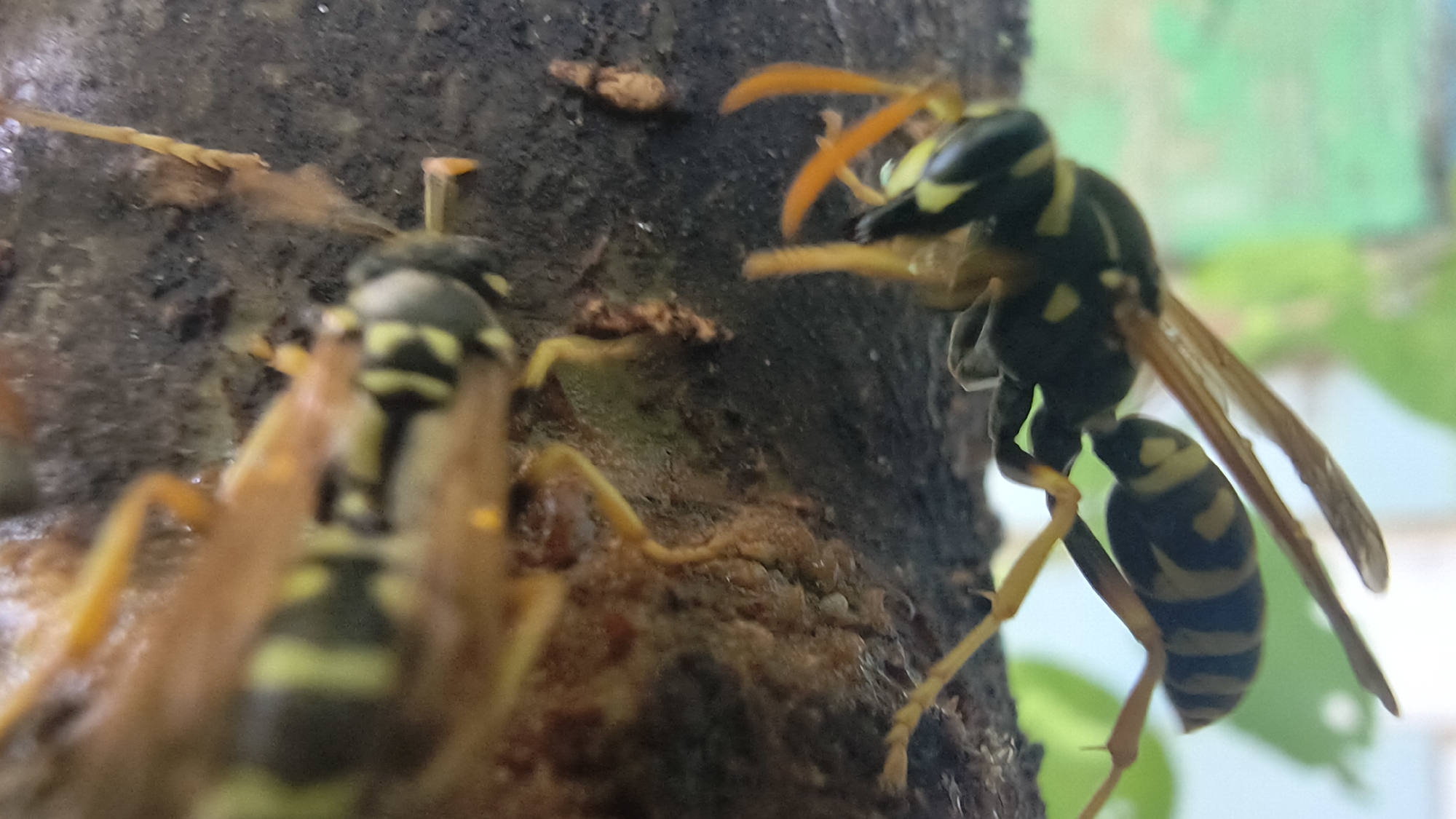 In Mikhaylovka, Russia, two wasps are observed on the rough bark of a tree. The wasp on the right is in focus and its body is predominantly black with striking yellow markings, particularly on its abdomen which displays characteristic stripes. Its wings are translucent and appear delicate. The wasp on the left is out of focus, appearing as a blur of yellow and black. The bark is dark and textured, with small, scattered debris. In the background, out-of-focus greenery suggests an outdoor, natural setting. The lighting indicates it is daytime.