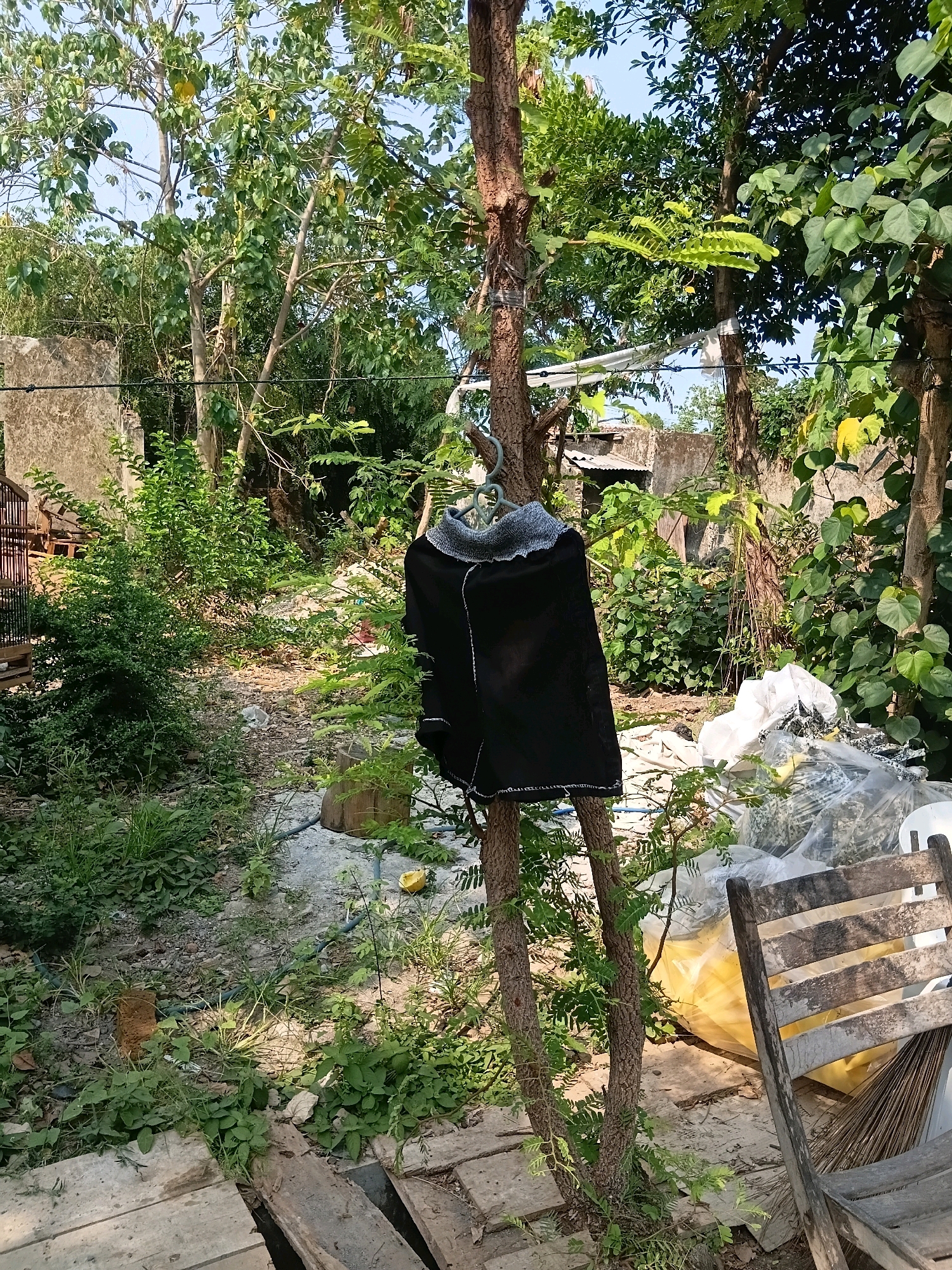 In Cikal, Indonesia, an outdoor scene depicts a black garment hanging from a clothes hanger hooked onto a small tree. The garment has a textured grey collar and is suspended at chest height. The tree has rough bark and is surrounded by lush green foliage, with some yellowing leaves visible. In the background, there are dilapidated structures, possibly old buildings or walls, partially obscured by dense vegetation. To the right of the tree, a weathered wooden chair with slatted seating is positioned. The ground is covered in dirt, scattered leaves, and debris, with some sections paved with rough concrete or stone slabs. A large pile of white plastic bags and yellow objects is visible behind the chair and to the right of the tree. The lighting suggests it is daytime, with sunlight filtering through the trees, creating dappled shadows on the ground. The overall impression is one of a neglected outdoor area with signs of both natural growth and discarded items.