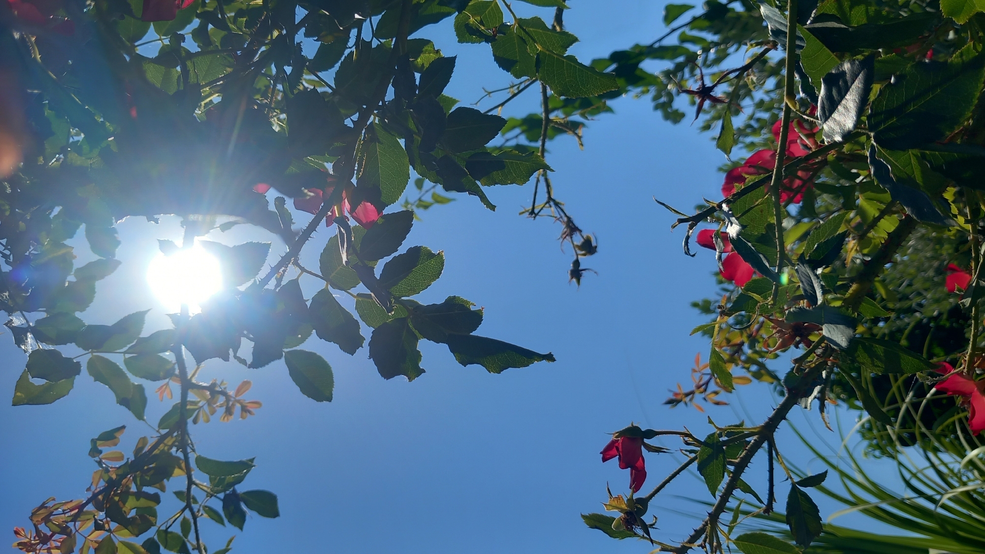 The image is a low-angle shot looking up at a rose bush against a bright blue sky on a sunny day. The sun is visible, partially obscured by the leaves and branches of the rose bush, creating lens flare and light rays. The rose bush has green leaves, some with reddish tinges, and several red rose blooms and buds. The branches are thorny. In the lower left corner, there are some long, thin green leaves, possibly from a grass or reed-like plant. The background is a clear blue sky, with some darker green foliage visible in the distance. There are no people or animals present in the image. The scene appears to be an outdoor garden or natural setting, possibly in the village of Άγιος Νεκτάριος, Greece, given the context.