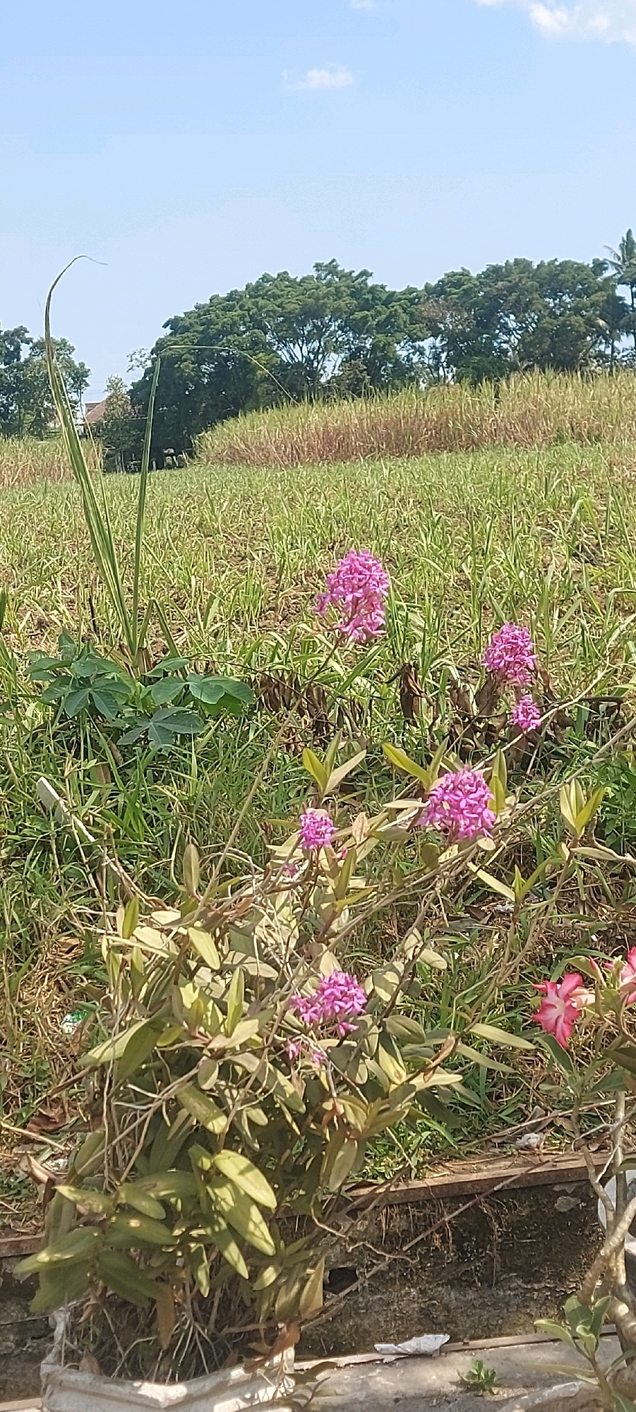 This is a vertical, eye-level shot of a rural landscape with a bright blue sky and scattered white clouds. In the foreground, a potted orchid plant with thin, brown stems and light green leaves displays clusters of small, bright pink flowers. To the left of the orchid is a large, leafy green plant with palmate leaves, possibly a cassava plant. Behind these plants is a field of dry, tall grasses and some greener, shorter vegetation. Further in the background, a dense line of dark green trees forms a natural border, and beyond them, a field of what appears to be sugar cane or tall yellowing grasses stretches across the horizon. The scene suggests a warm, sunny day in a cultivated rural area. The location is identified as a field in the city of Malang, Indonesia.