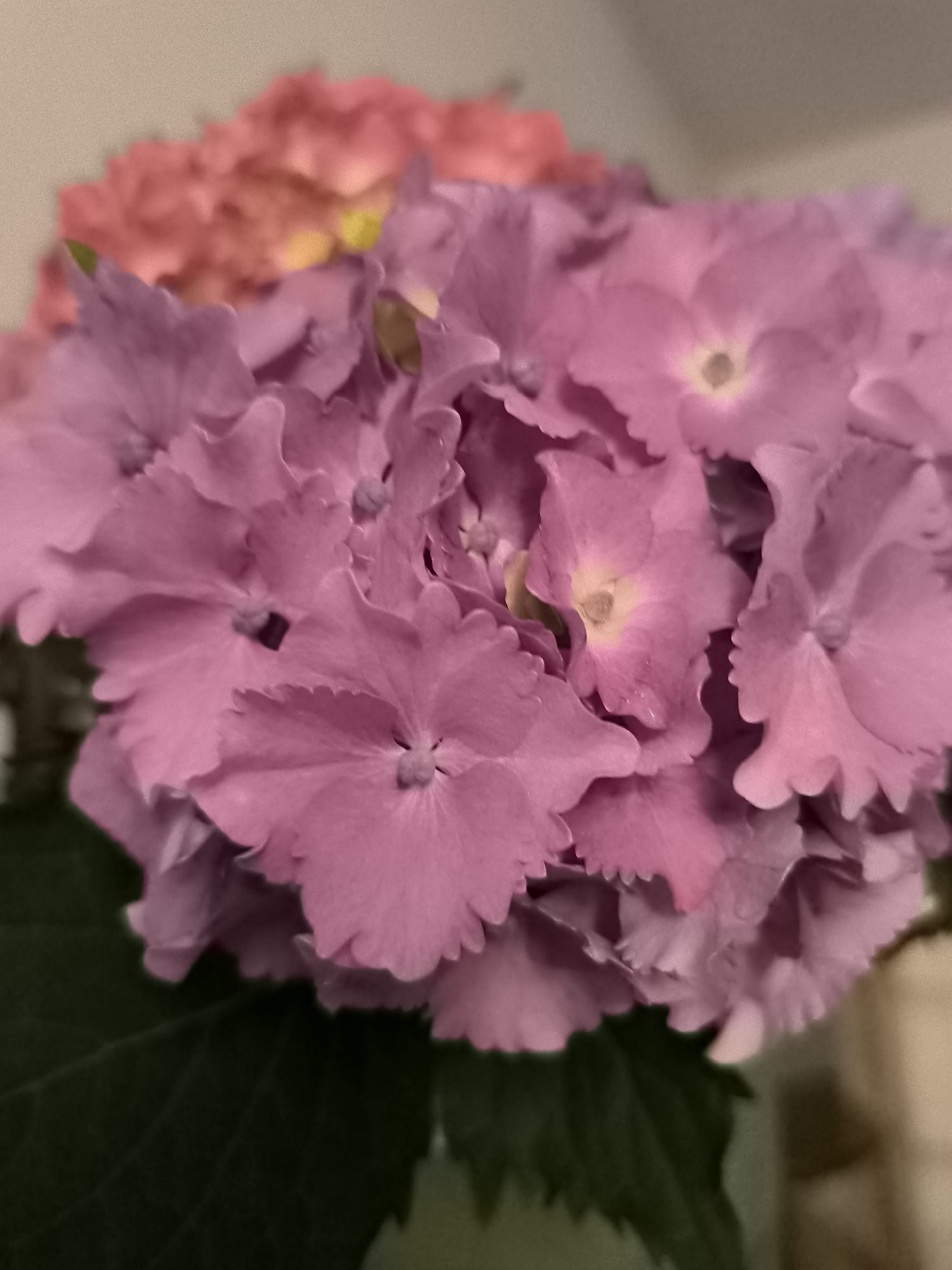 A close-up, shallow depth-of-field photograph shows a cluster of pink hydrangeas with a blurred pink hydrangea in the background. The foreground flowers are in sharp focus, showcasing their delicate, ruffled petals and small, central florets. Deep green hydrangea leaves are visible at the bottom left of the frame. The background is a soft blur of pink and a neutral, light-colored wall or surface. The image is a still life, with no people or actions depicted. The location of Dercekliai, Lithuania, is not visually represented in the image.