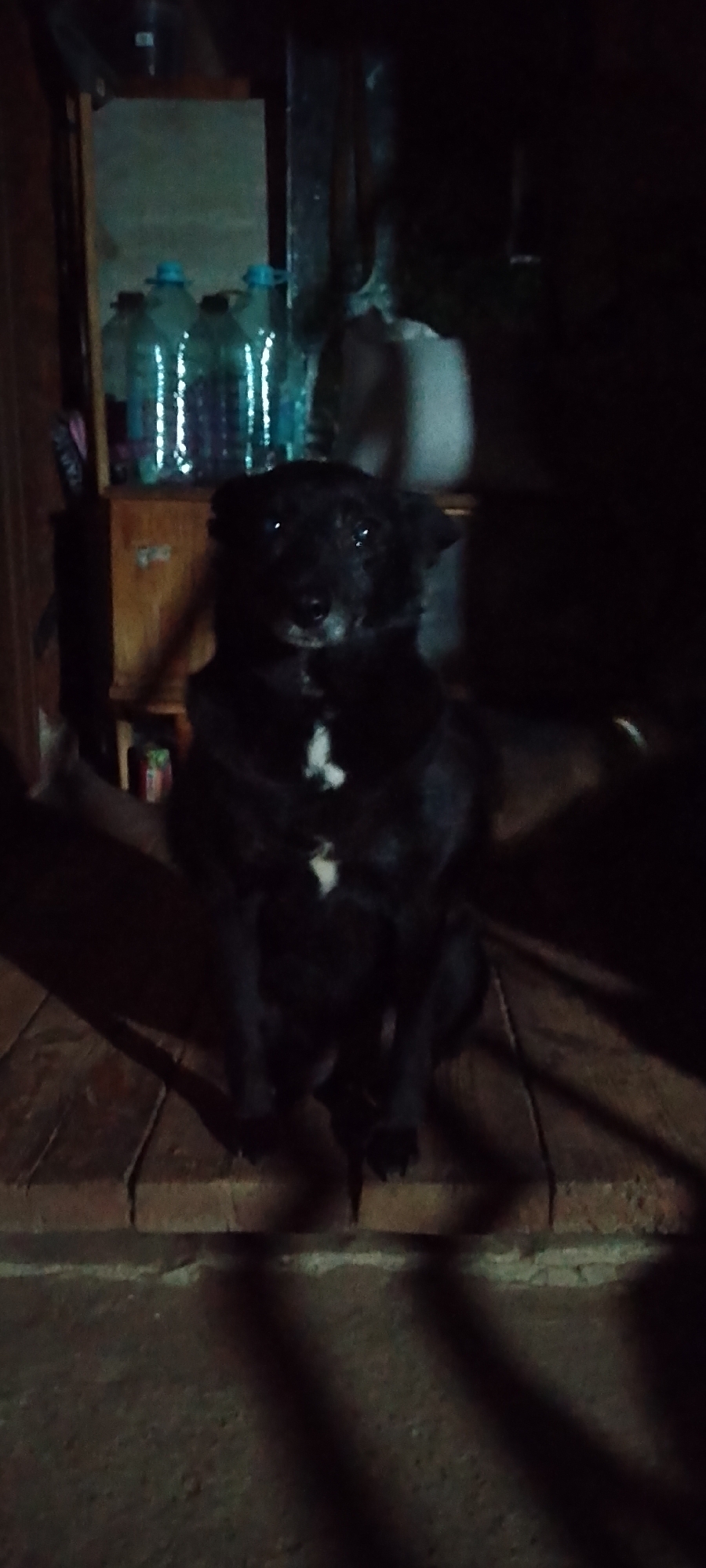 A black dog with a white patch on its chest sits on a wooden floor in a dimly lit room. In the background, several plastic water bottles with blue caps are visible on a shelf. The environment appears to be a residential interior, possibly a storage area or kitchen, based on the presence of the bottles and shelving. The lighting suggests it is either nighttime or the room is not well-lit. There is no indication of the specific location within Belgorod, Russia.