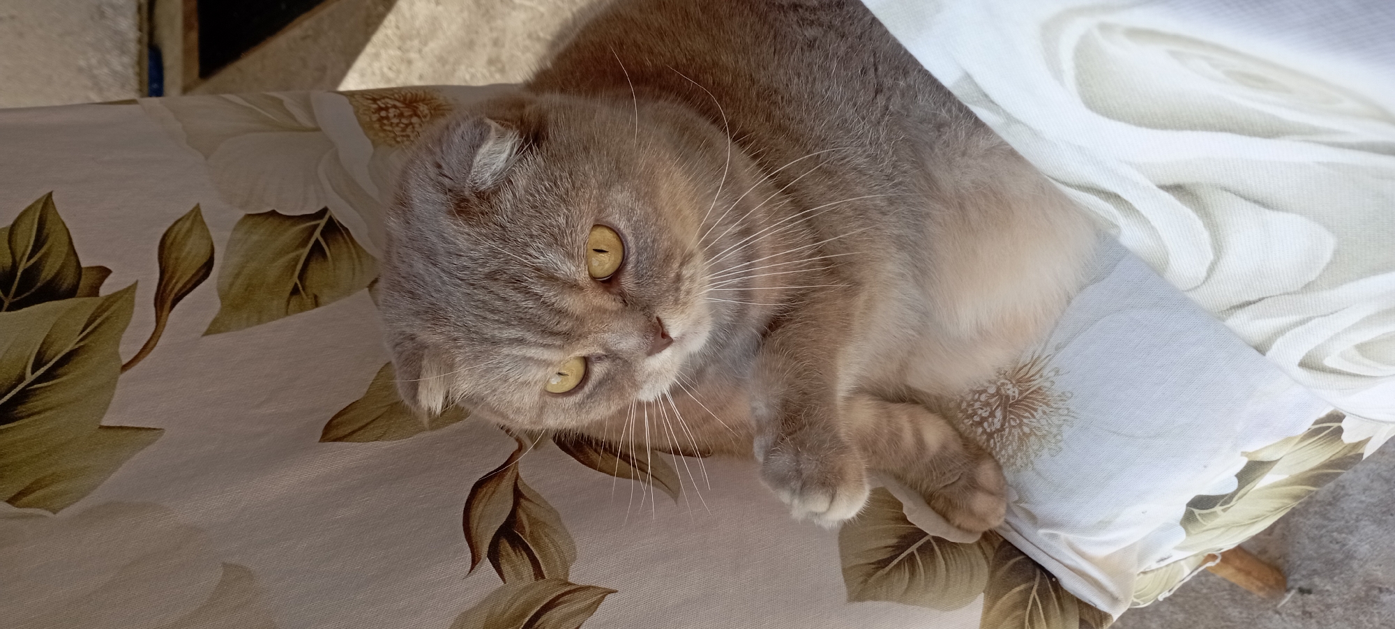 A light grey and tan Scottish Fold cat is sitting on a chair with a floral pattern upholstery. The cat has yellow eyes and folded ears. Its paws are crossed in front of its chest. The background is blurred but appears to be outdoors, with sunlight casting shadows. The scene is located in the city of Radisne, Ukraine.