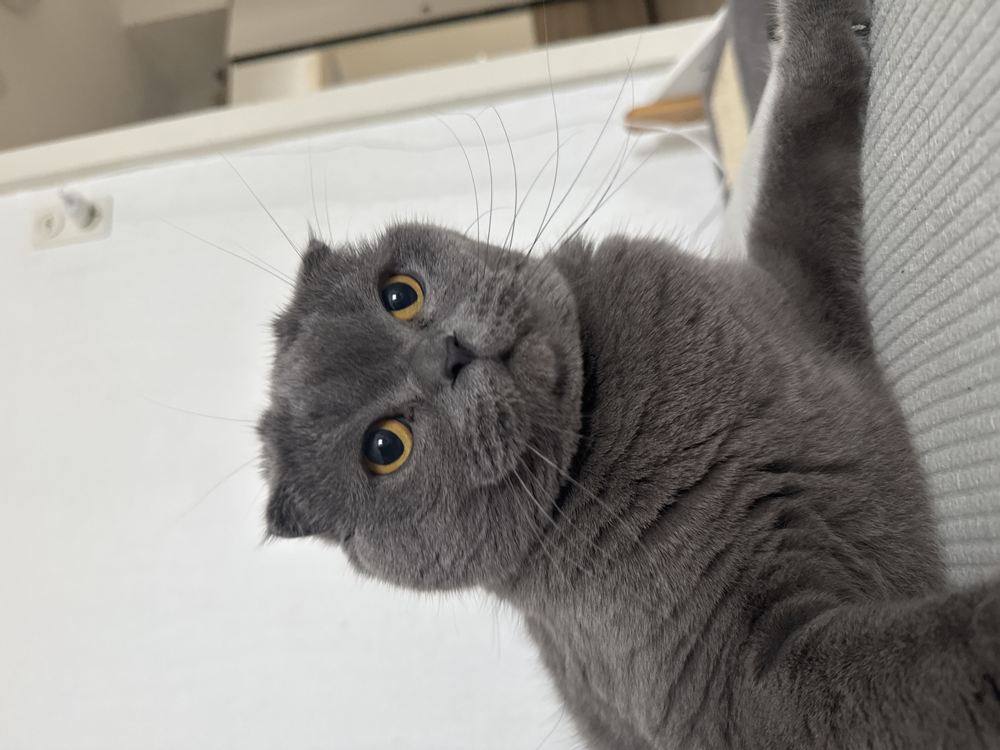 A close-up, angled shot captures a gray Scottish Fold cat. The cat has distinctive folded ears and amber eyes, with numerous whiskers extending from its face. The background is a mix of white and light gray surfaces, and the cat appears to be resting its paw on a vertically ribbed, light gray surface. There is no indication of the city of Füssen, Germany in this image.
